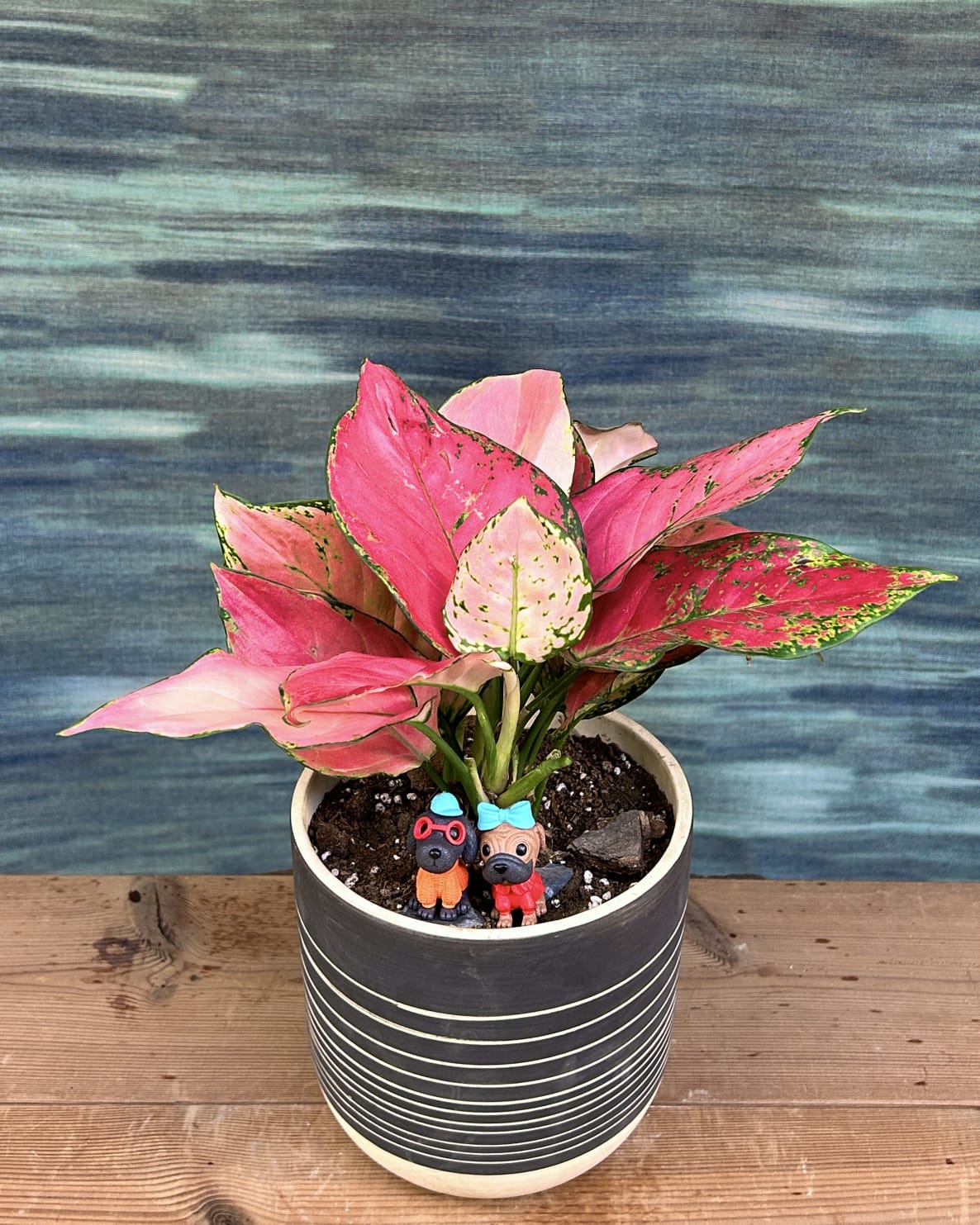aglaonema arrangement Aglaonema Red-Pink Pink Leaf Indoor Plant in Black Ceramic for Homes in Delhi
