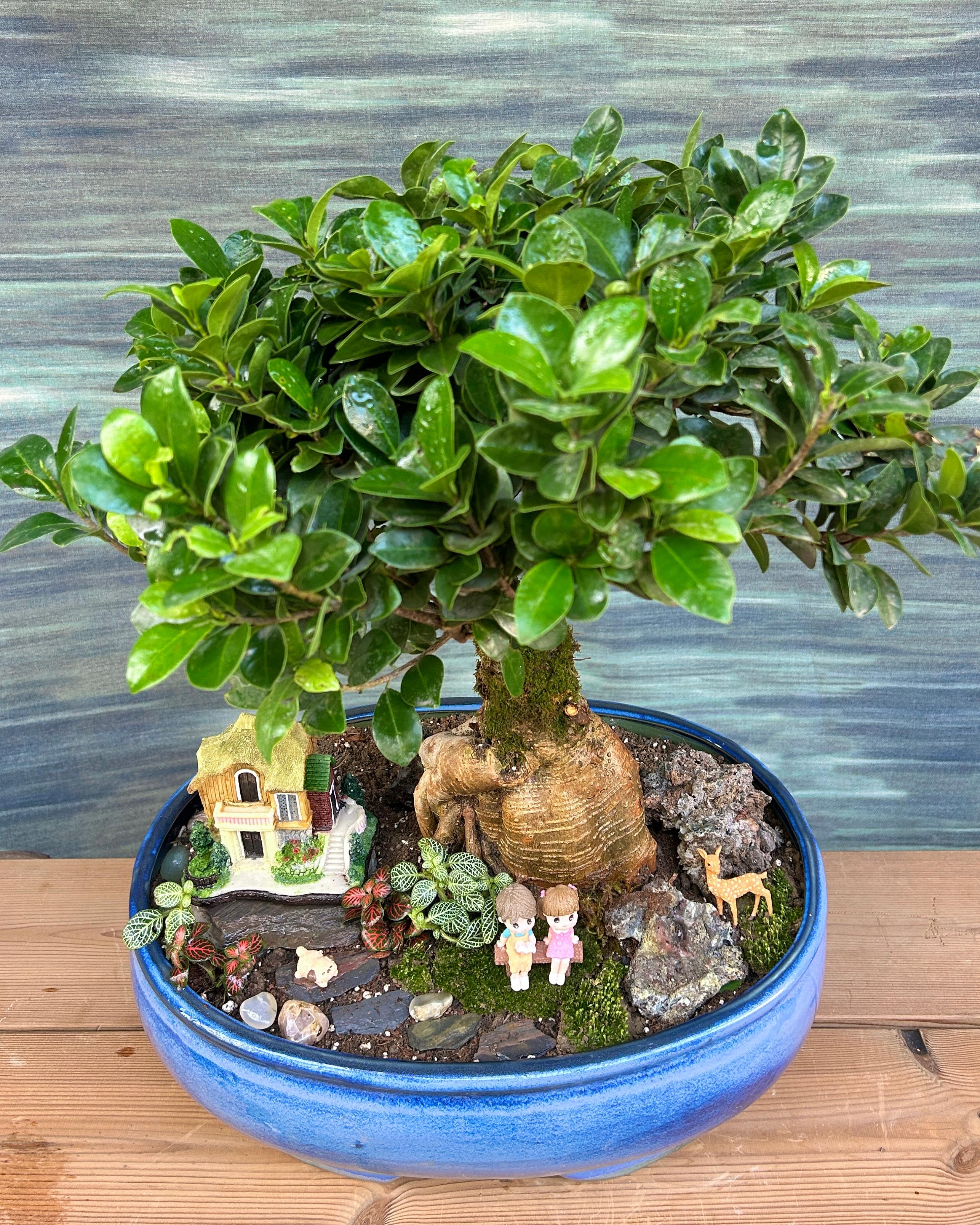 Close-up of Ginseng bonsai trunk and roots in Storybook Cottage Bonsai, sculptural base surrounded by tiny plants and pathways