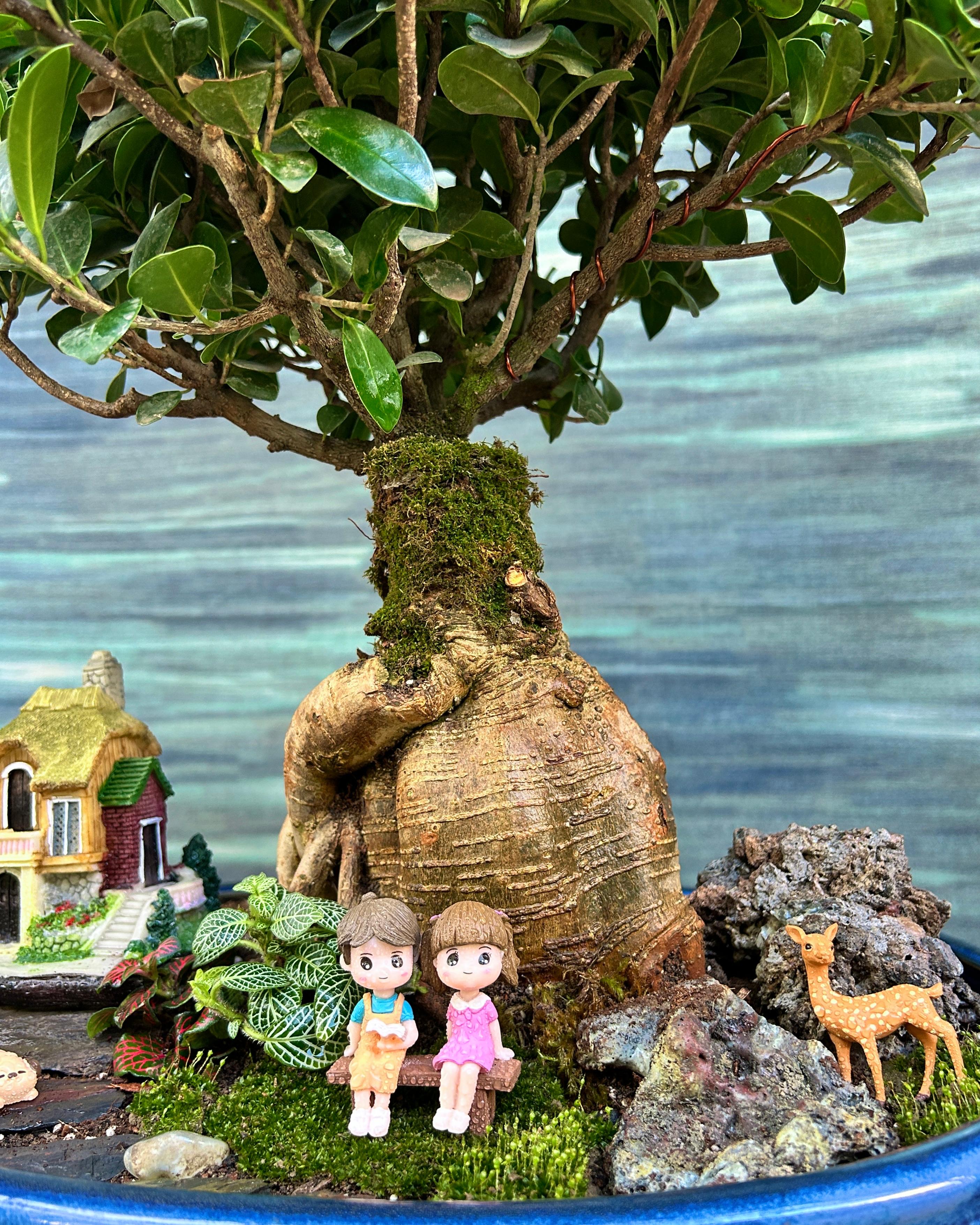 Storybook Cottage Bonsai placed in a living room corner, enchanting miniature garden that adds quiet magic to everyday spaces in Delhi