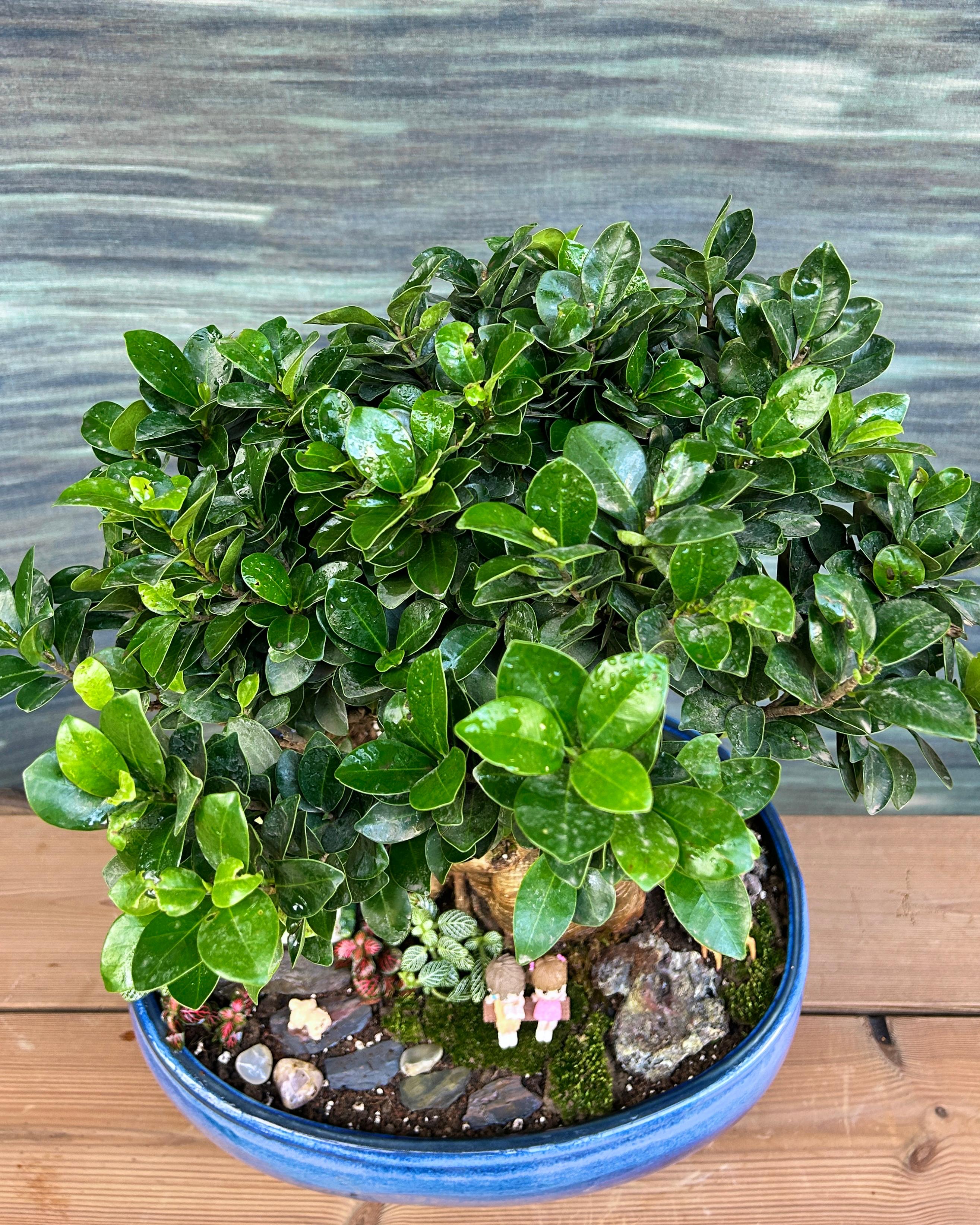 Storybook Cottage Bonsai styled as a tabletop centrepiece, miniature landscape decor for coffee tables and consoles in modern Indian homes