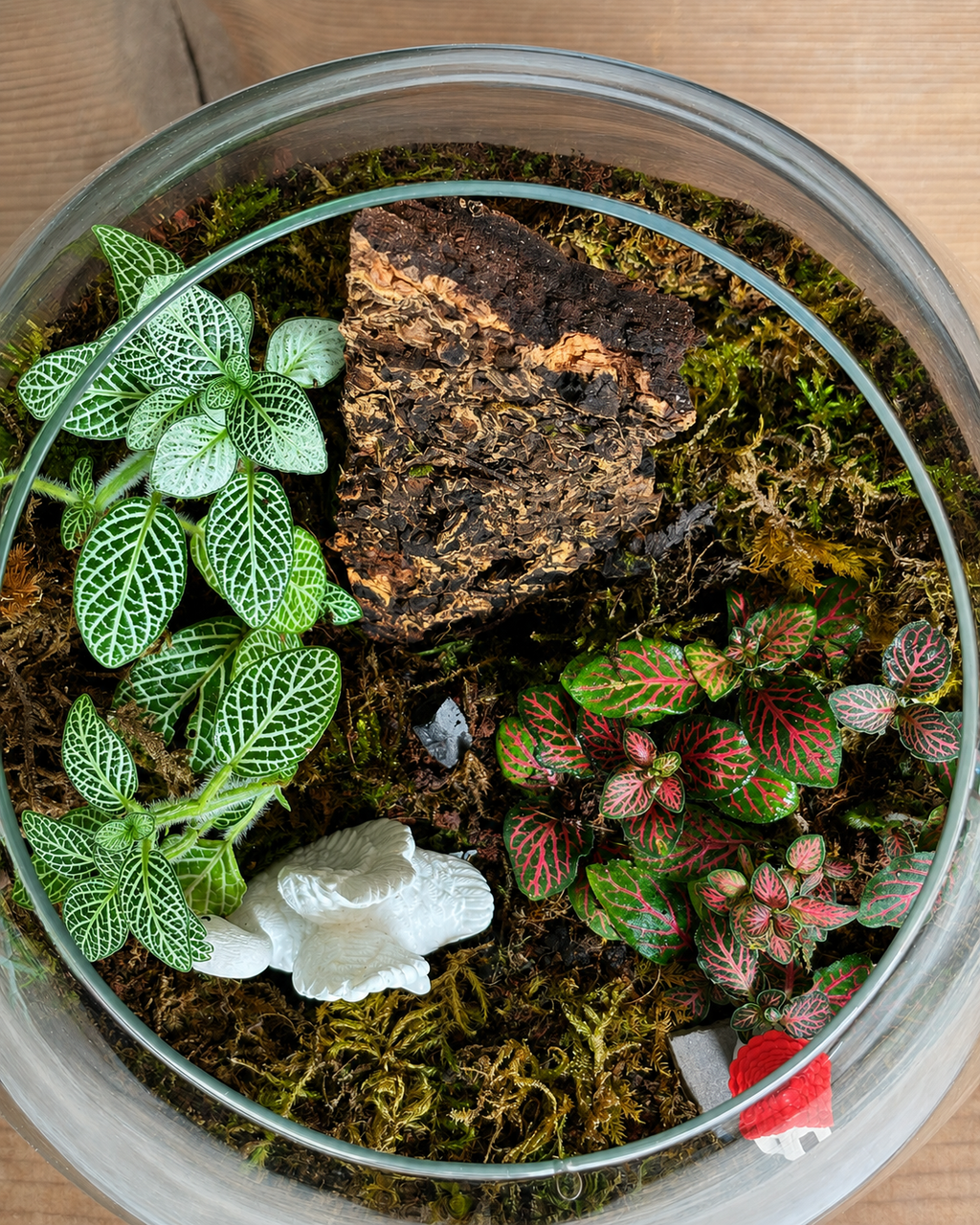 Swan & House Terrarium for bright spots away from harsh sunlight from Planterie cafe in south Delhi, a low maintenance indoor plant needing minimal water, perfect for indoor plants for low light in Indian homes, best plants for AC rooms in India and indoor plants online India with plant care tips India and how to care for terrarium in Indian weather