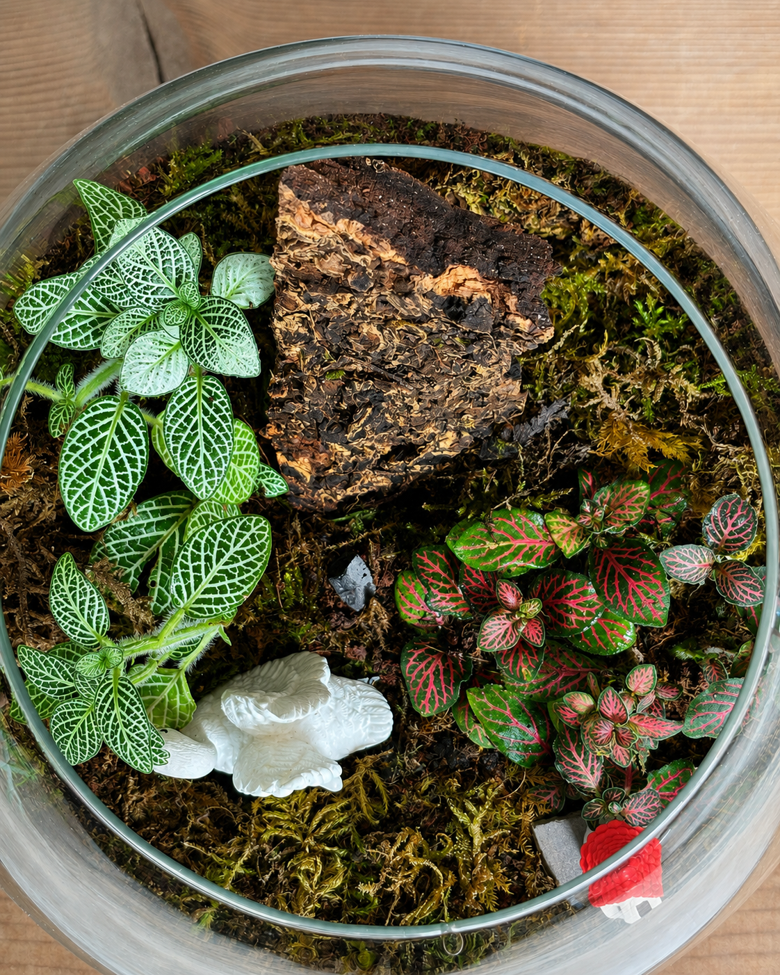Swan & House Terrarium for bright spots away from harsh sunlight from Planterie cafe in south Delhi, a low maintenance indoor plant needing minimal water, perfect for indoor plants for low light in Indian homes, best plants for AC rooms in India and indoor plants online India with plant care tips India and how to care for terrarium in Indian weather