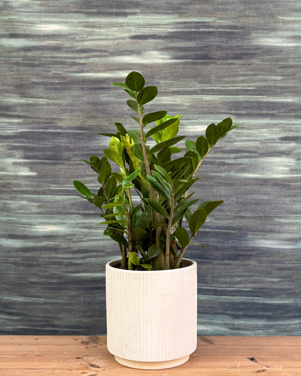 ZZ Green low maintenance indoor plant in elegant White Java ceramic, glossy dark green leaves for modern homes and offices in Delhi