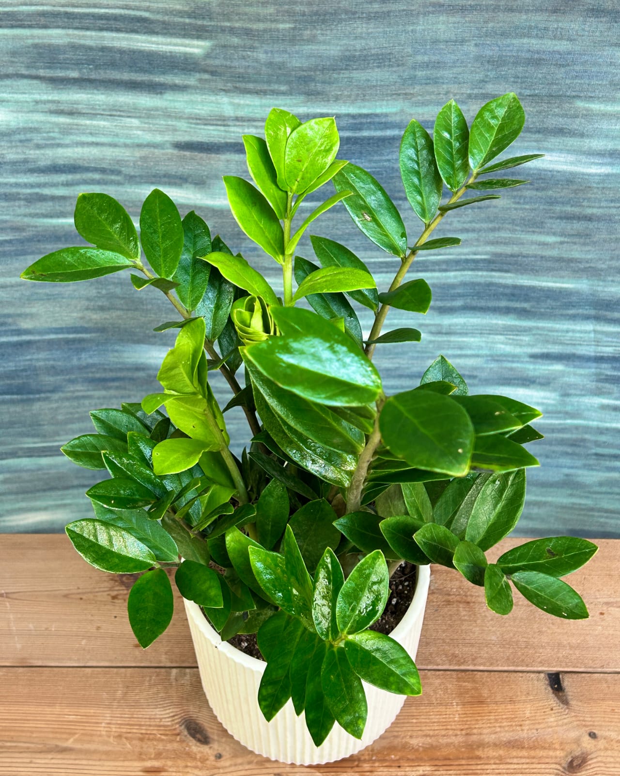 ZZ Green plant in White Java ceramic as an office desk plant, hardy indoor plant for busy people and small Delhi apartments