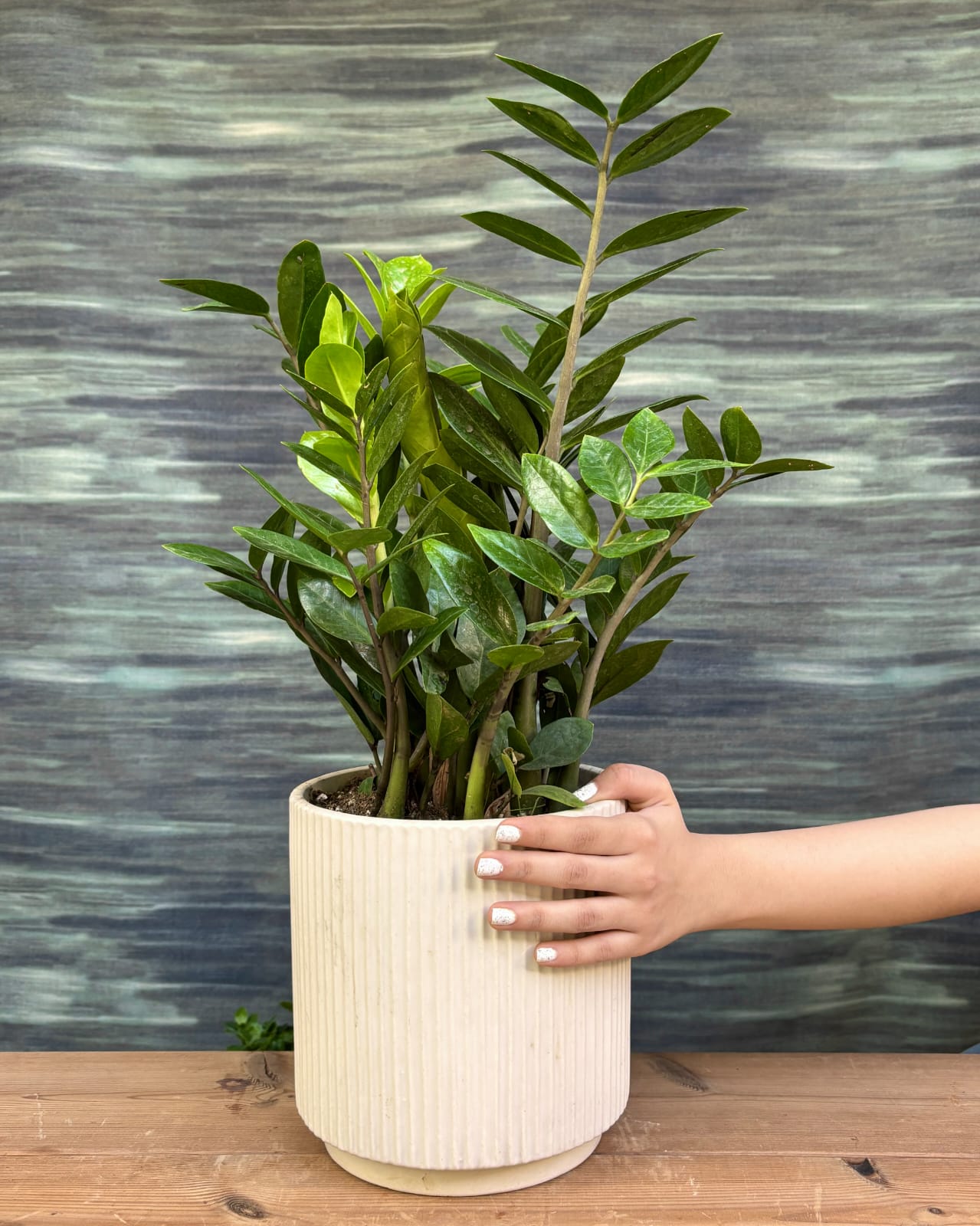 ZZ plant in White Java planter from Planterie Delhi, beginner friendly indoor plant for low light Indian homes and AC rooms