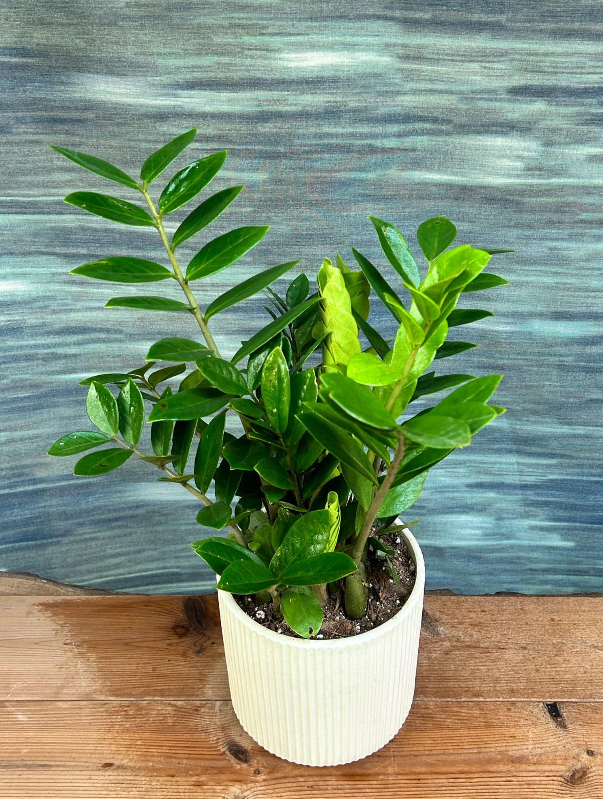 ZZ plant indoor plant gift in White Java planter from Planterie, stylish low care plant for housewarming and corporate gifting in Delhi