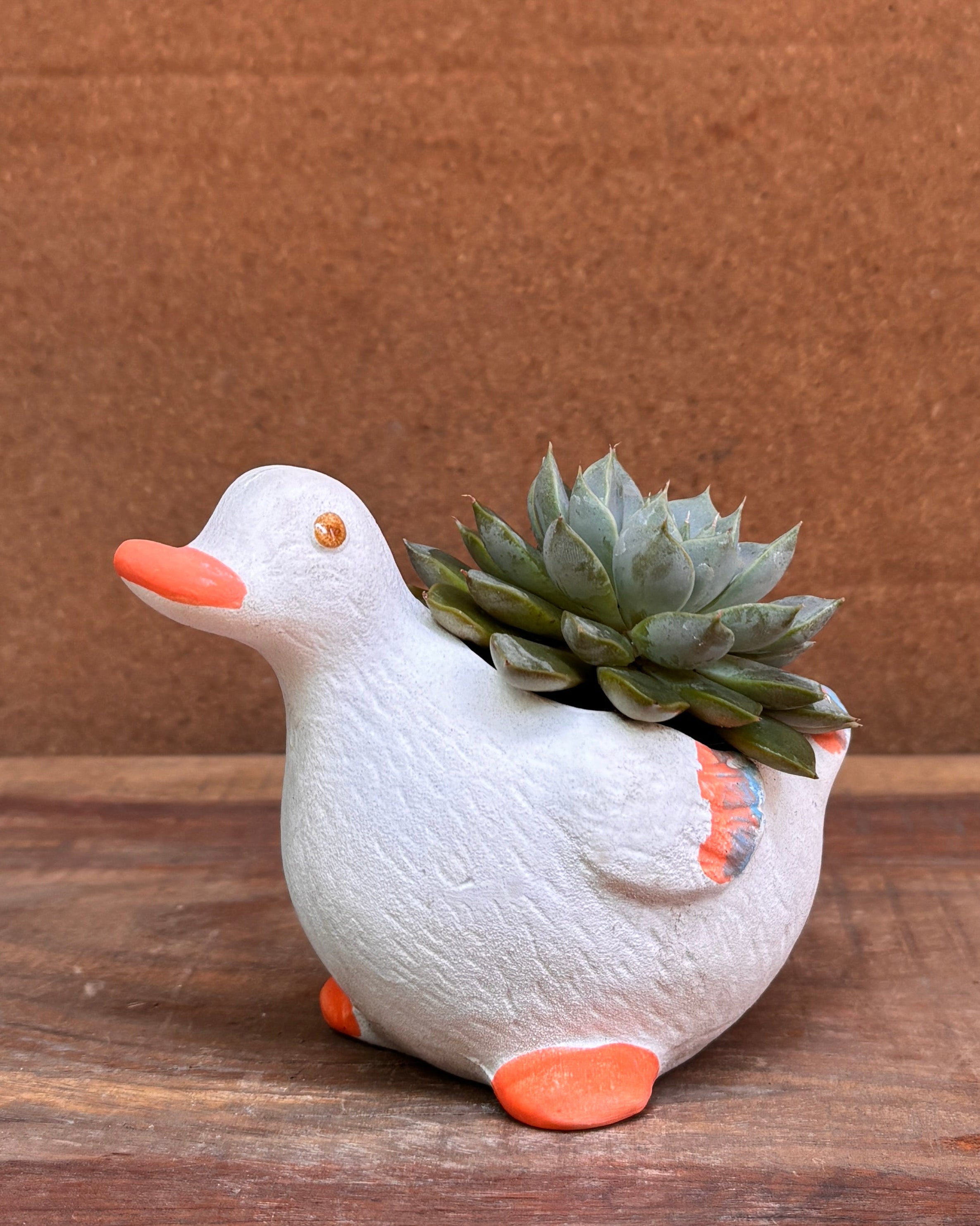 Playful succulent planter ideal for table top plants for gifting and office desk plants India for World Environment Day