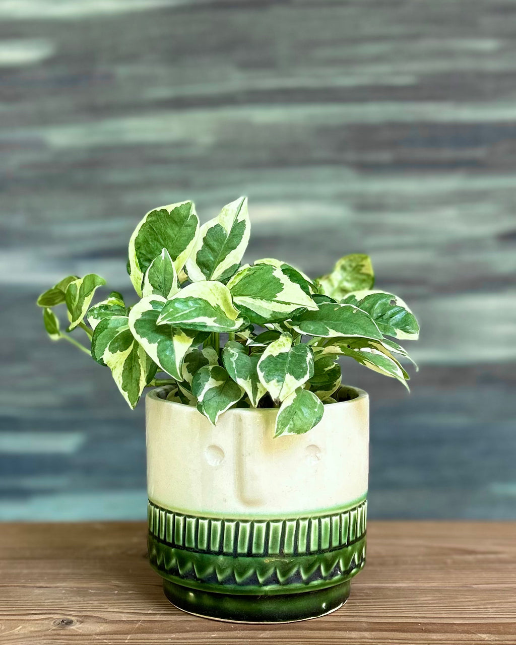 Pothos in Green Tribal