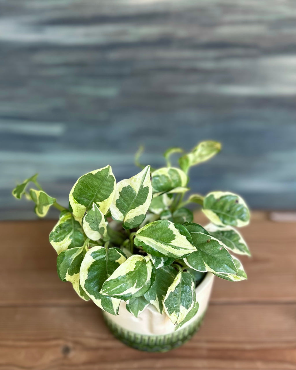 Pothos in Green Tribal