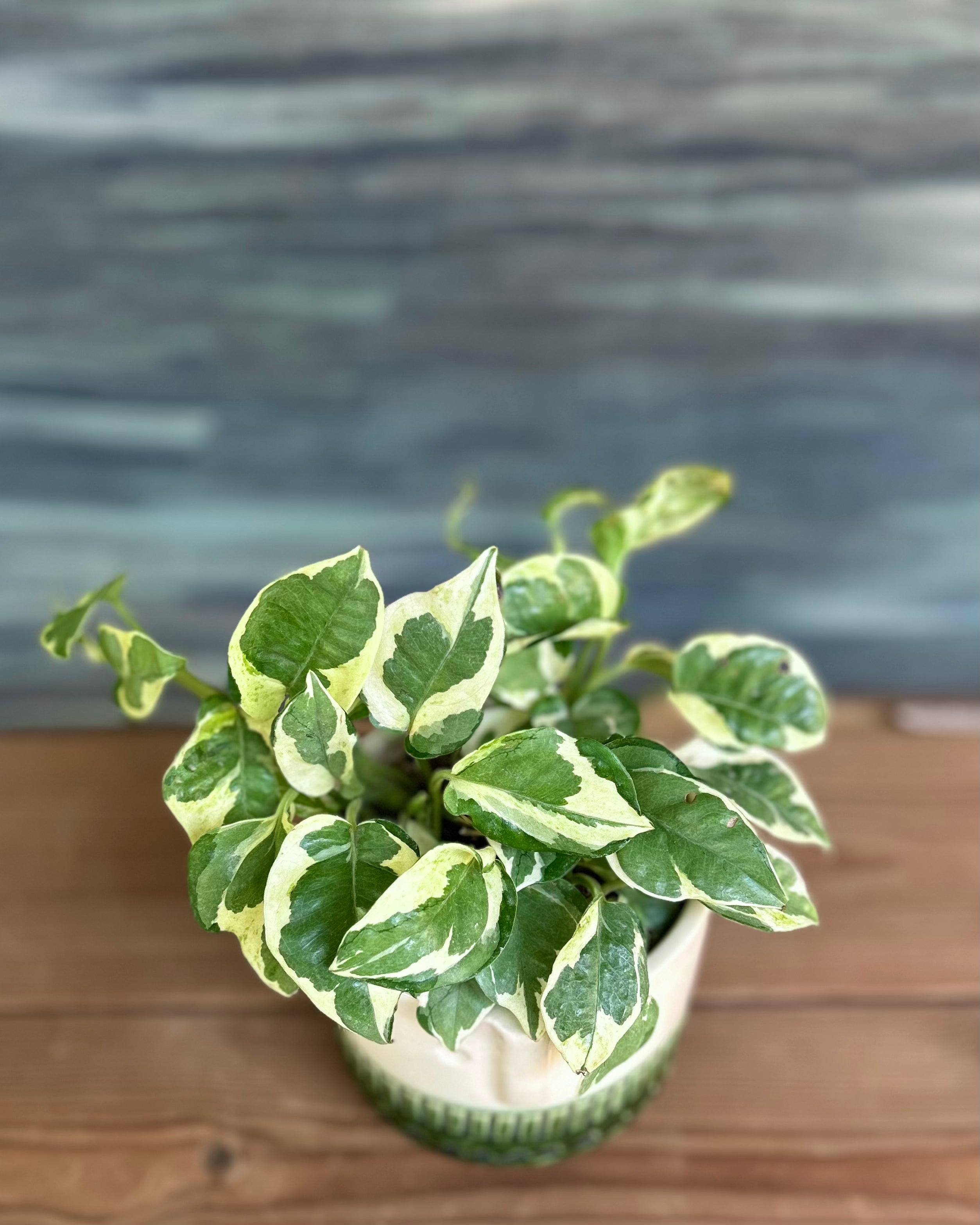 Pothos in Green Tribal