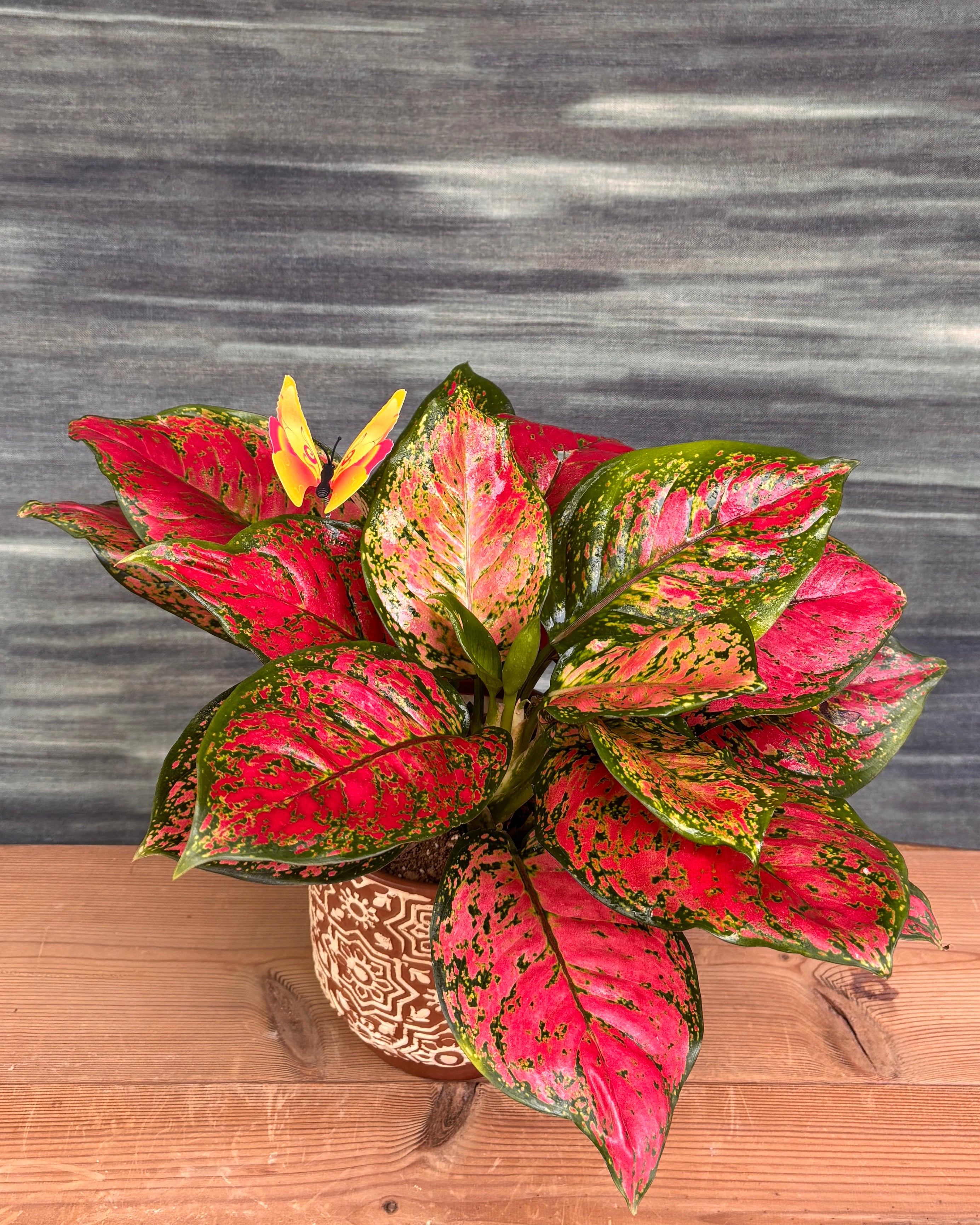 Aglaonema Red-Pink in Brown Block