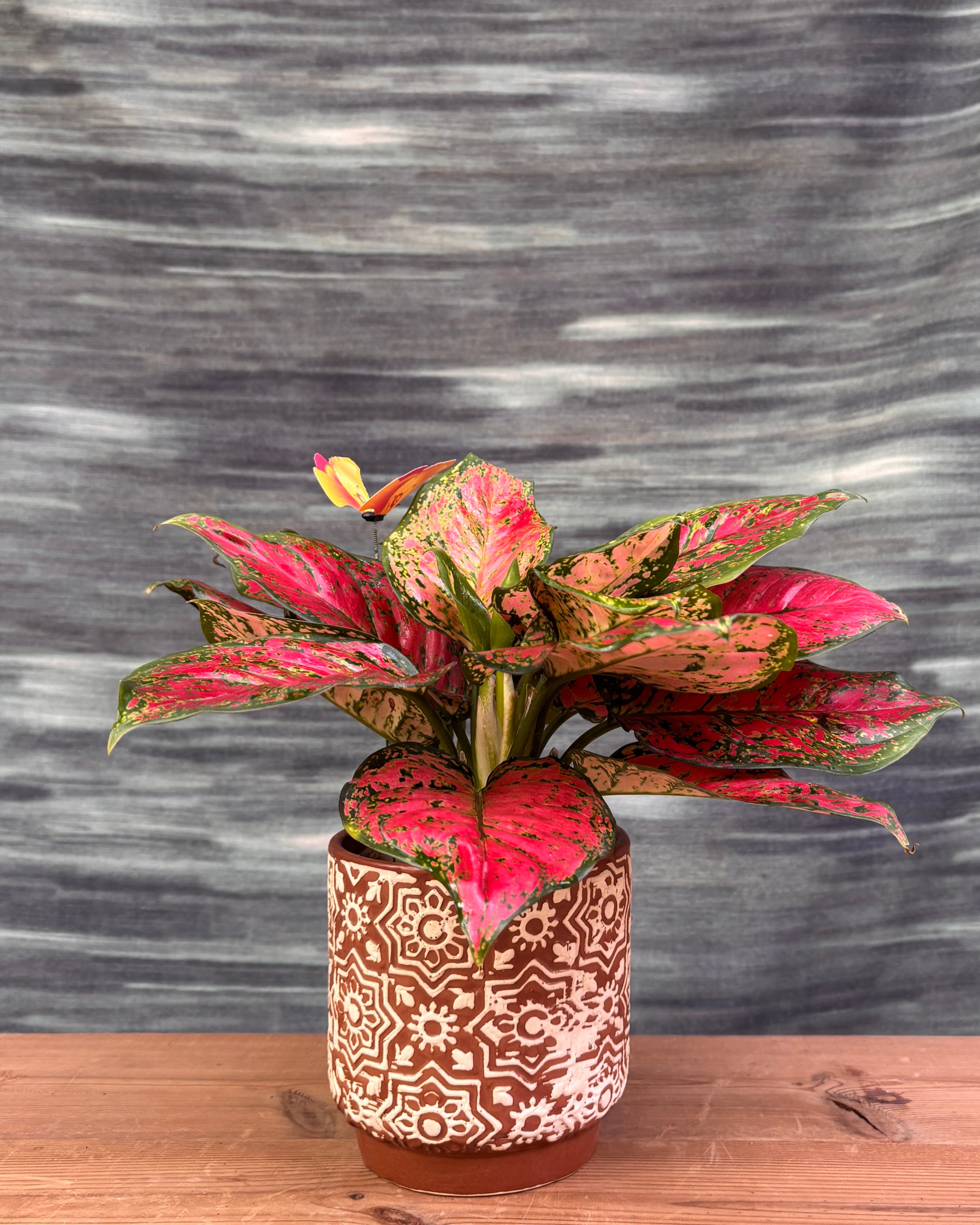 Aglaonema Red-Pink in Brown Block