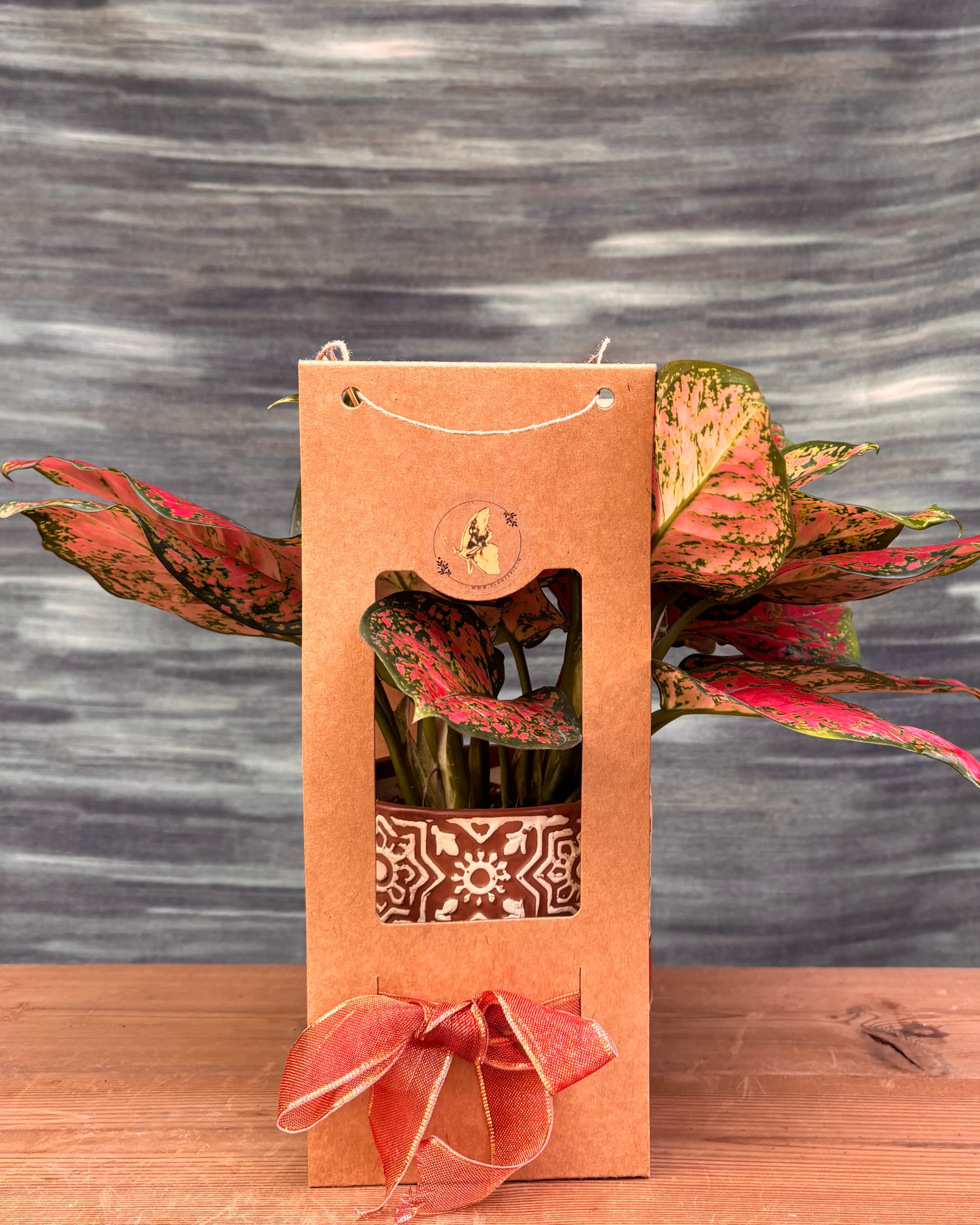 Aglaonema Red-Pink in Brown Block