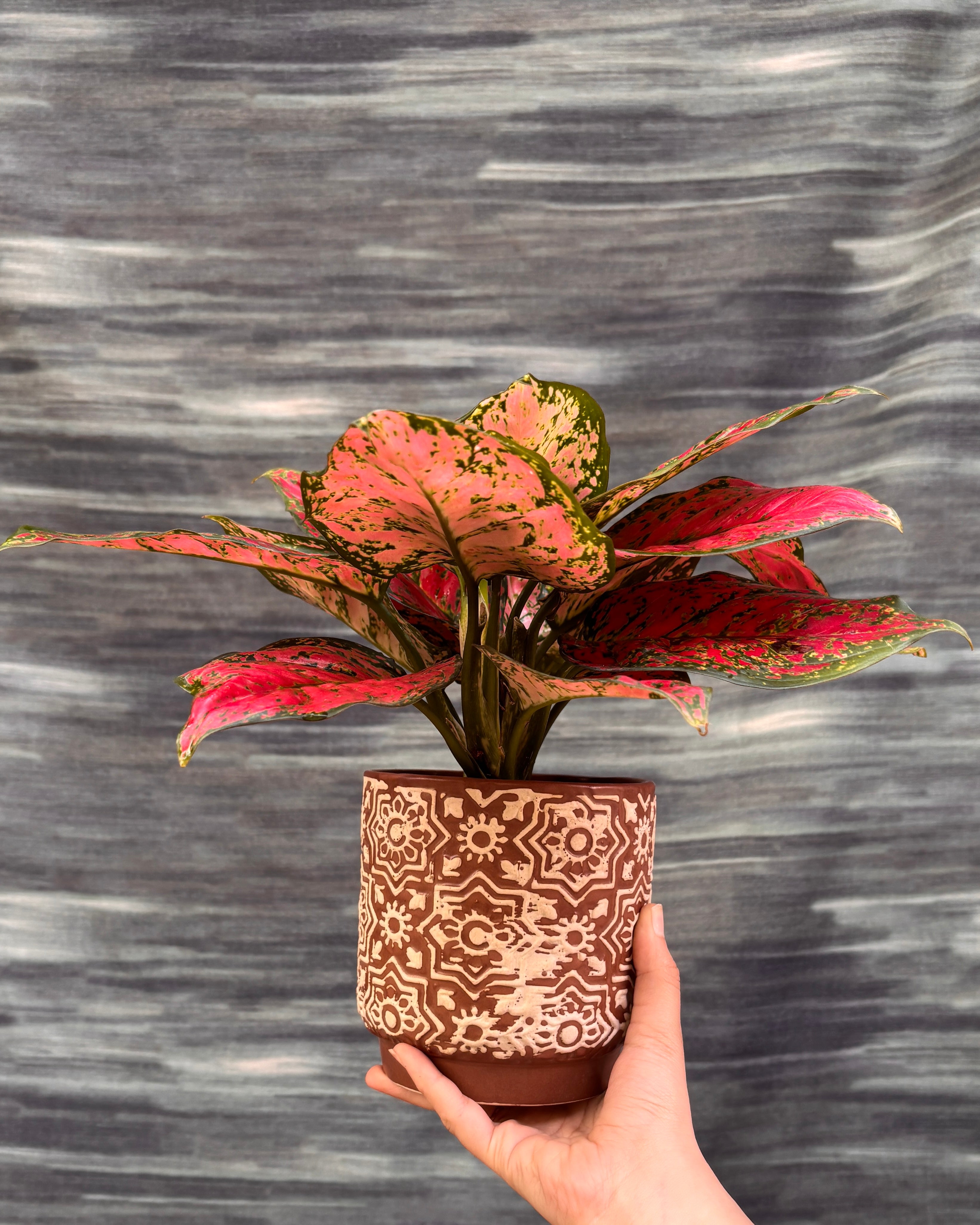 Aglaonema Red-Pink in Brown Block