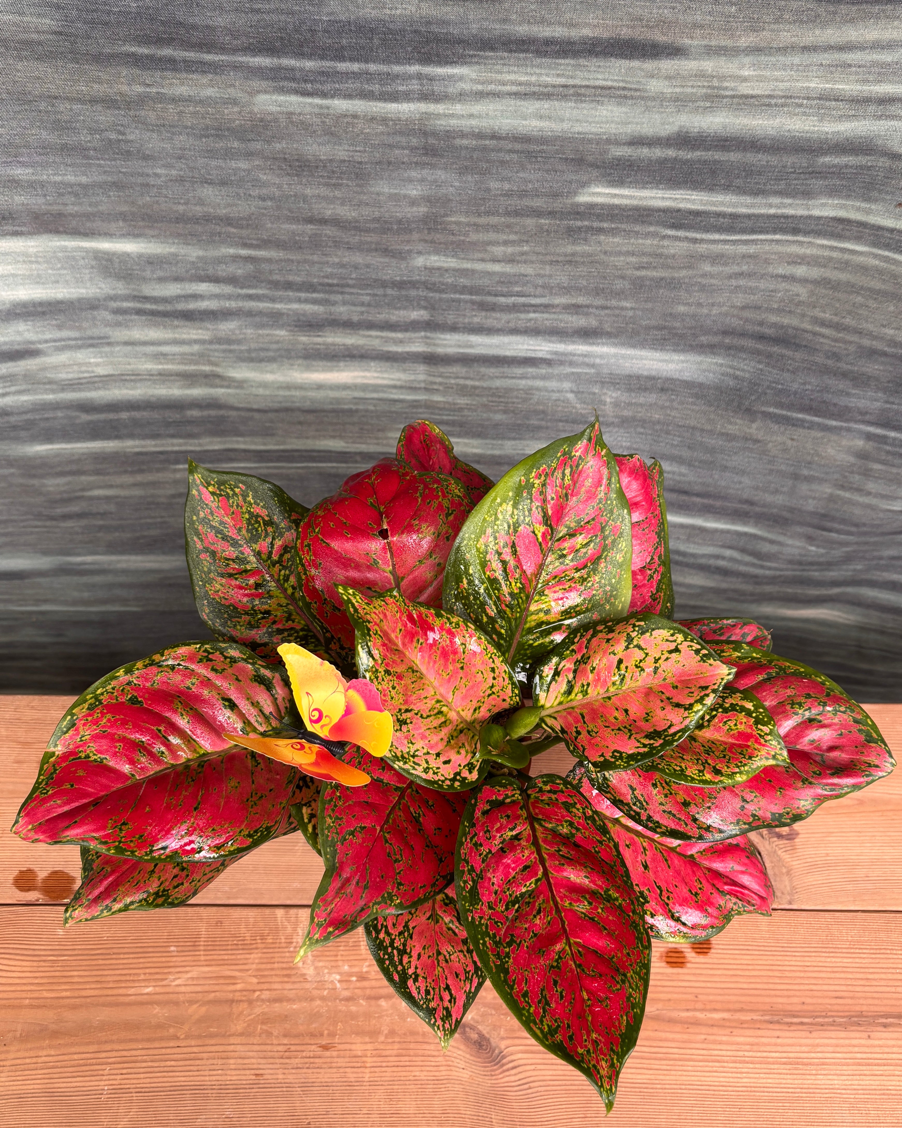 Aglaonema Red-Pink in Brown Block