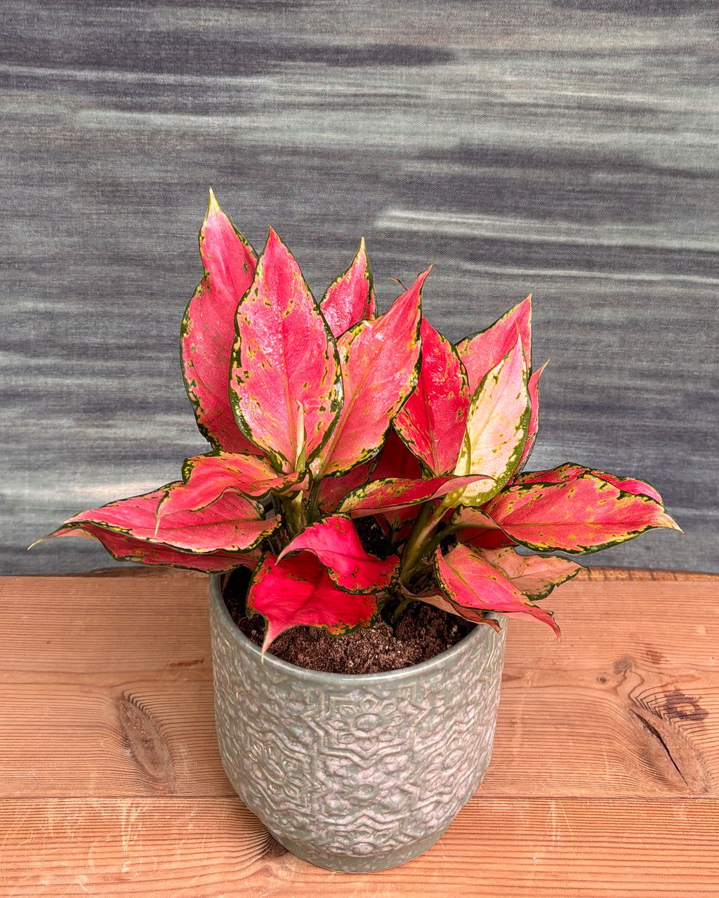 Aglaonema Red-Pink in Sage Green