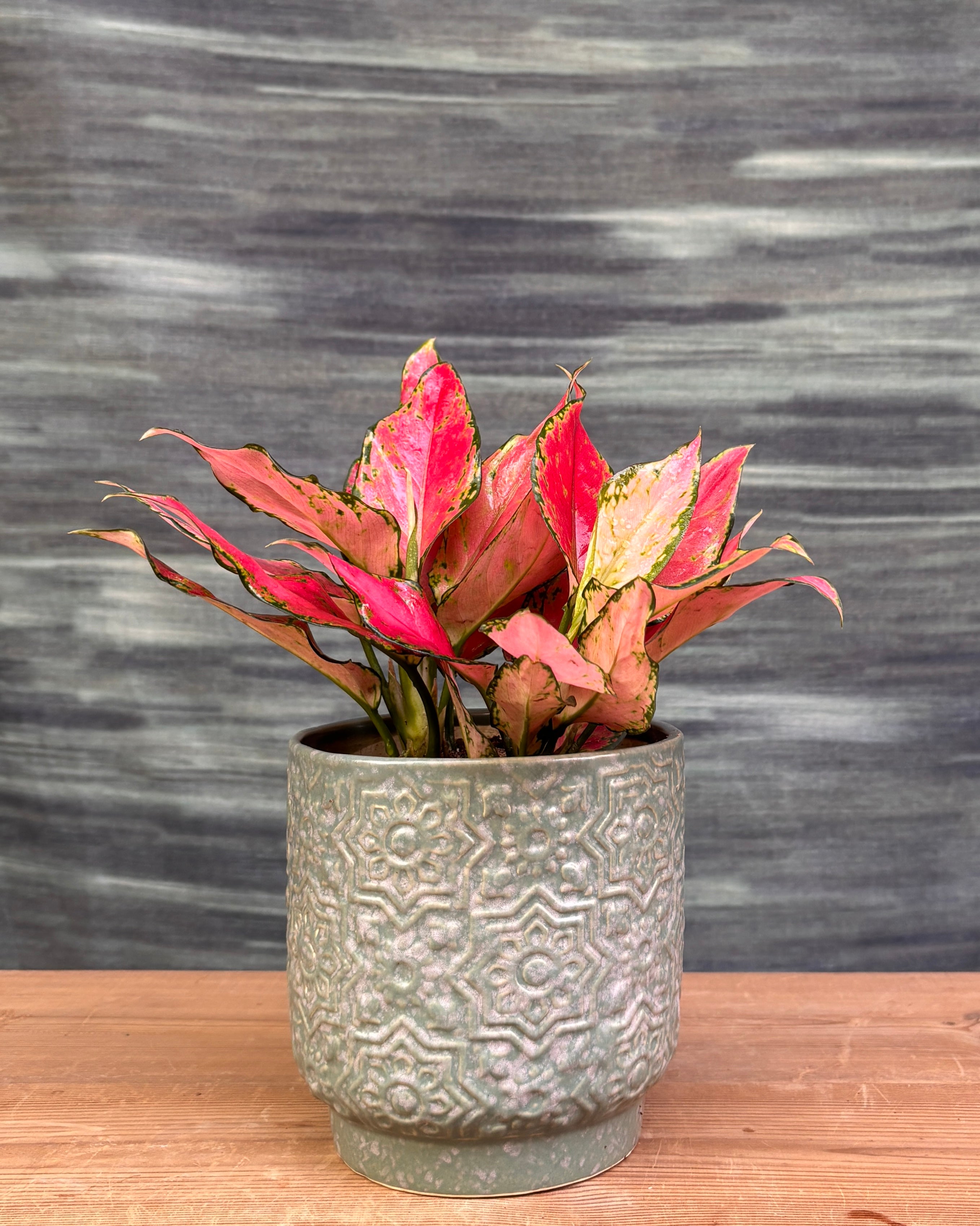 Aglaonema Red-Pink in Sage Green