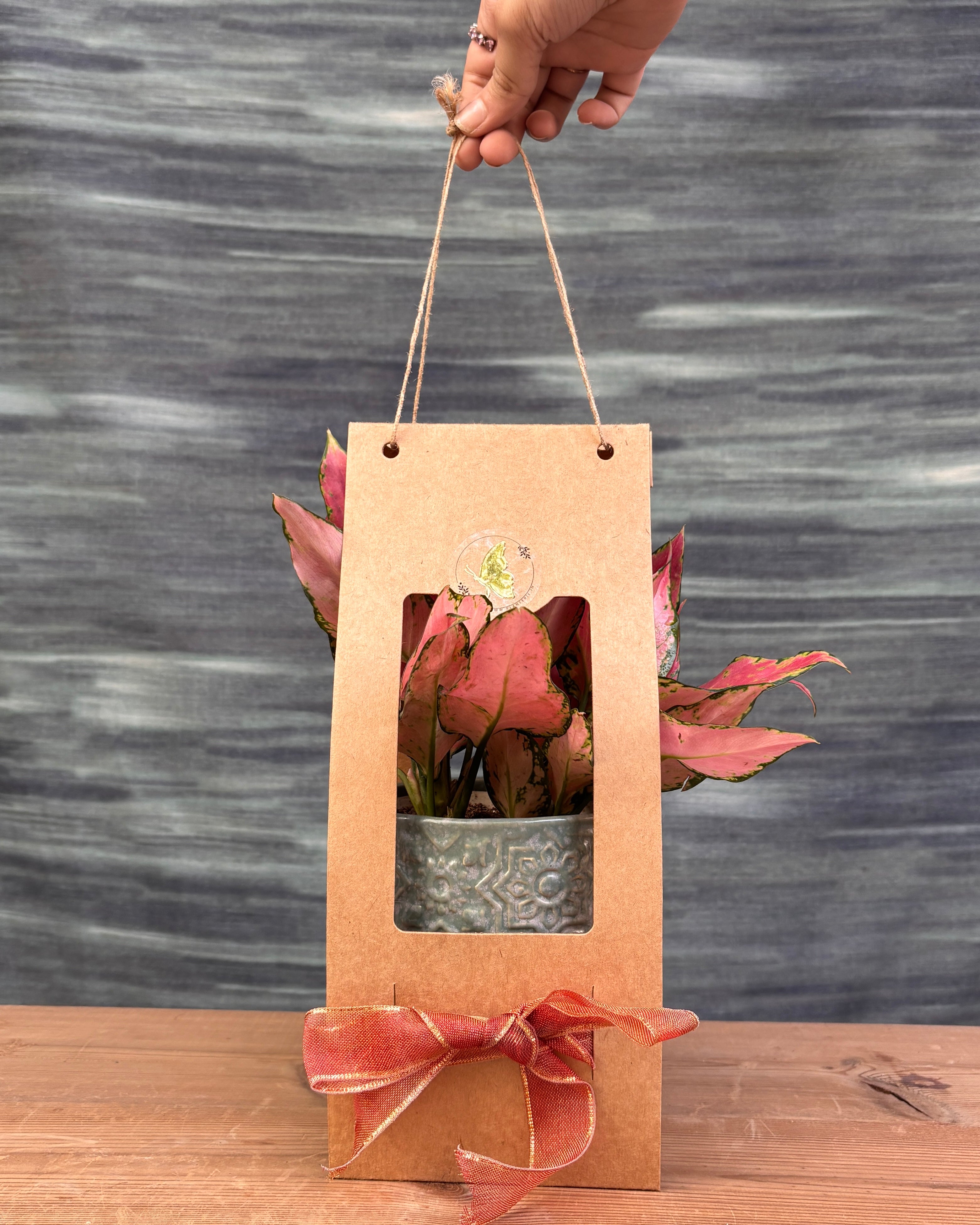 Aglaonema Red-Pink in Sage Green