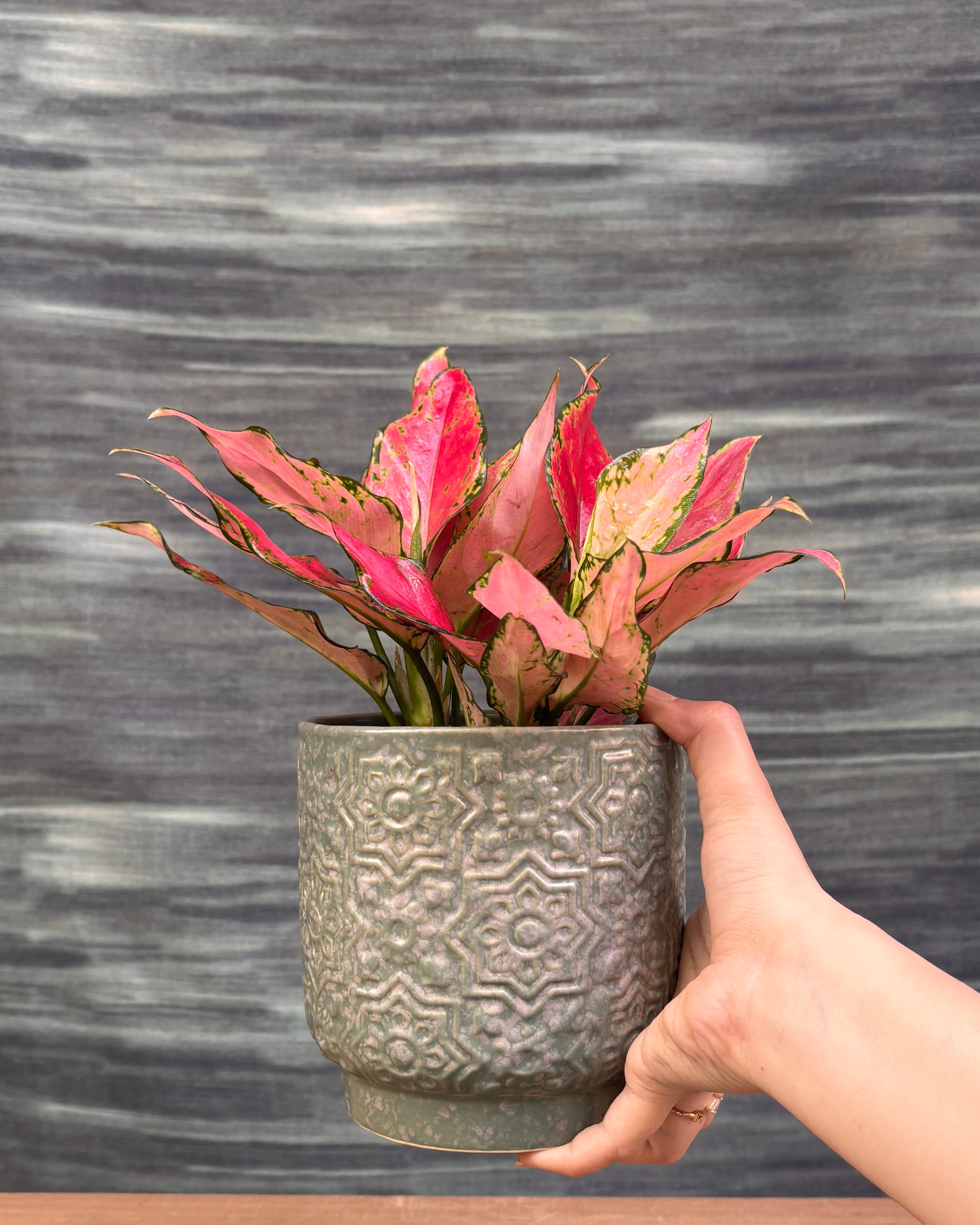 Aglaonema Red-Pink in Sage Green