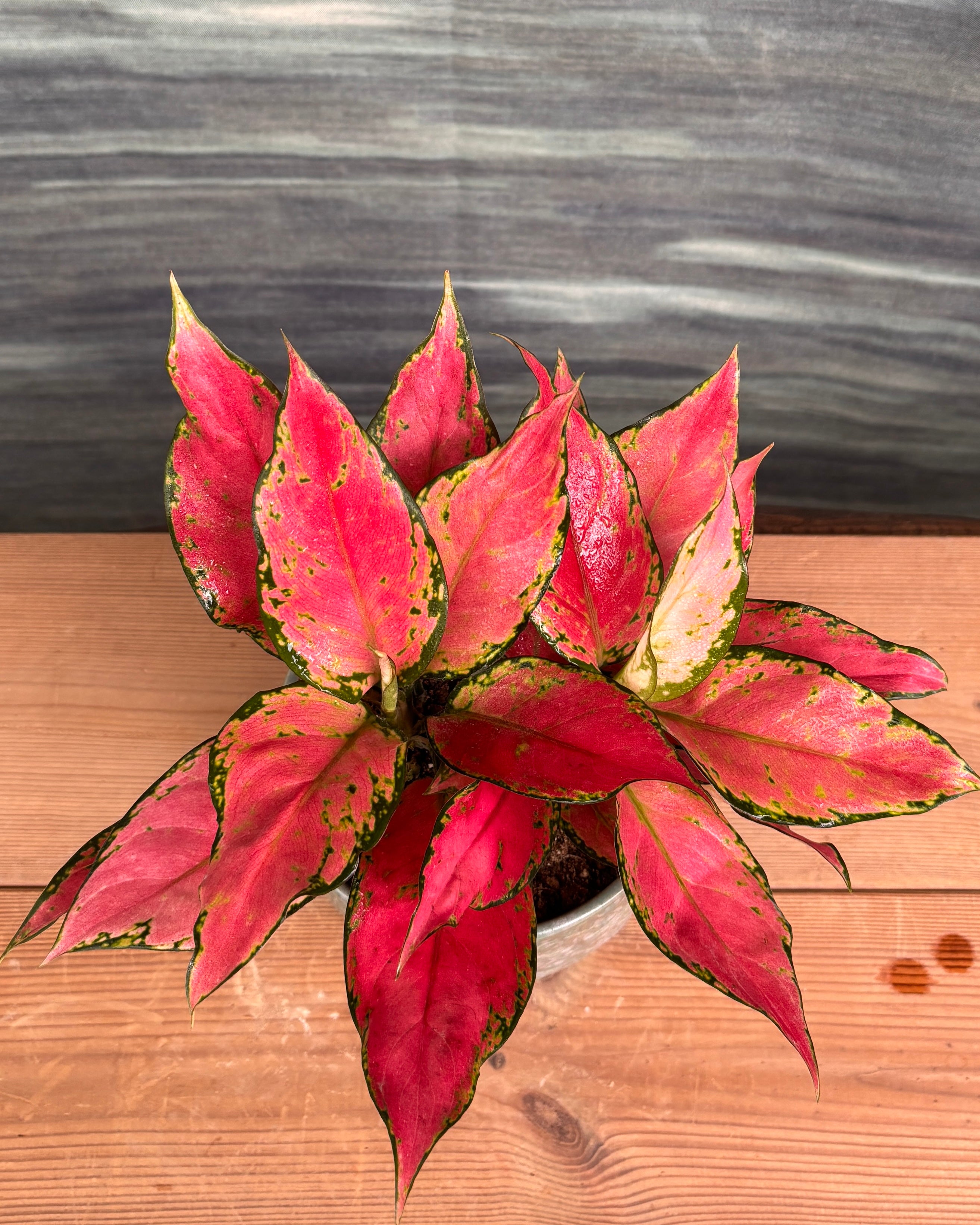Aglaonema Red-Pink in Sage Green