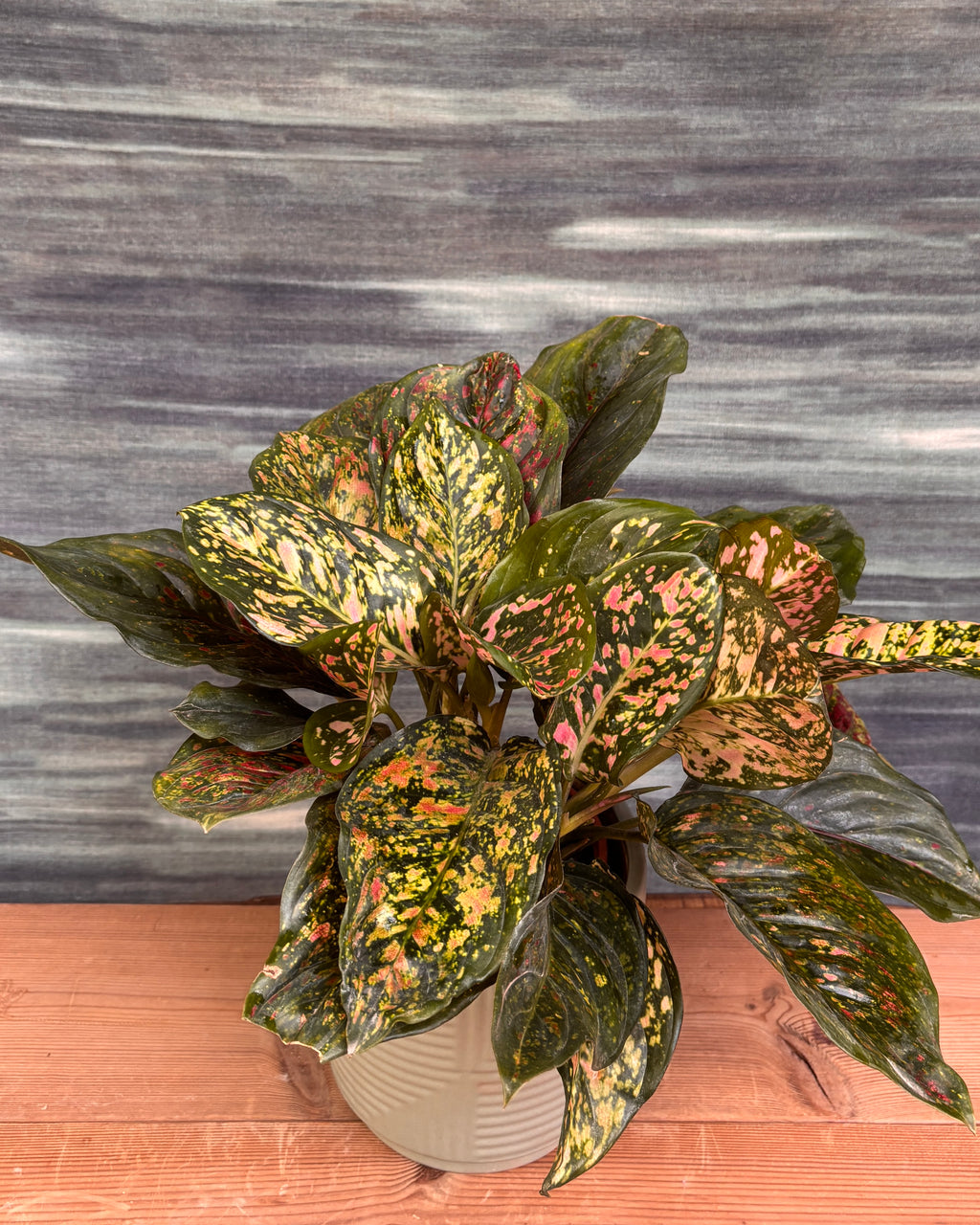 Aglaonema Red-Pink in Grey Geo
