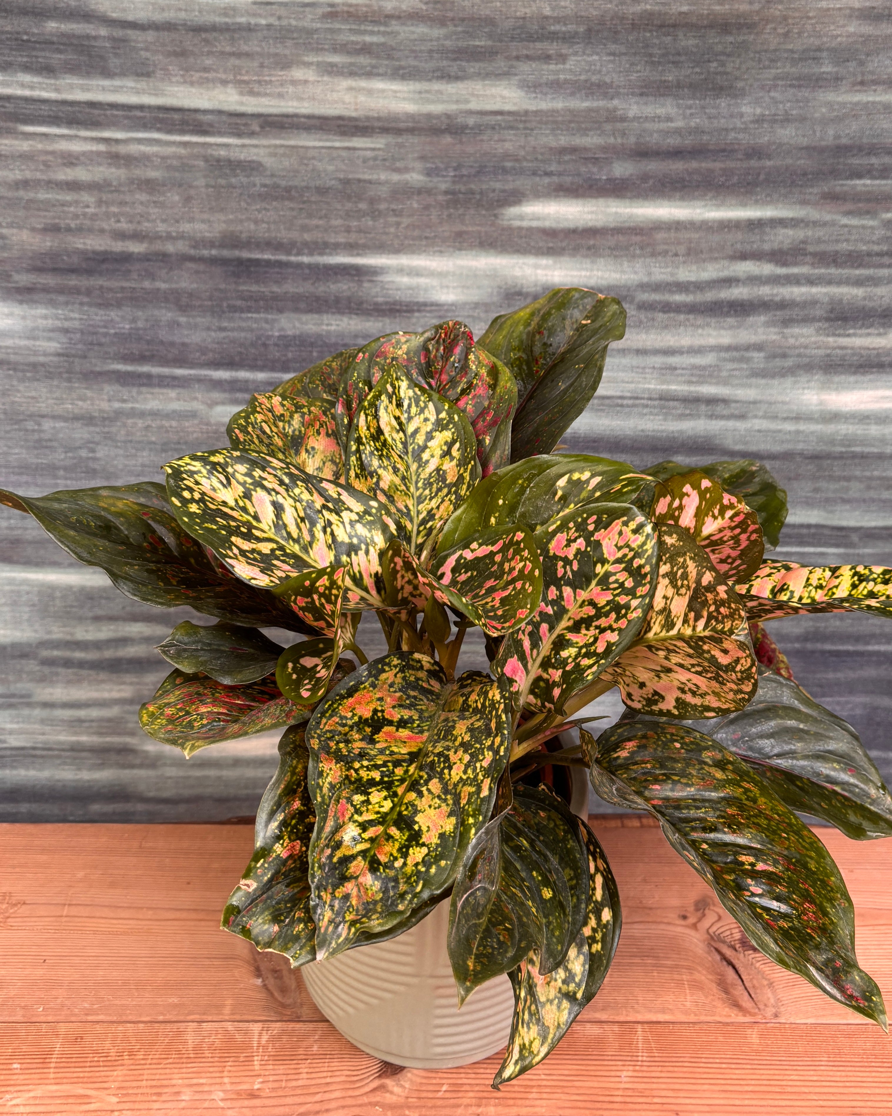 Aglaonema Red-Pink in Grey Geo