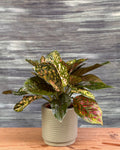 Aglaonema Red-Pink in Grey Geo