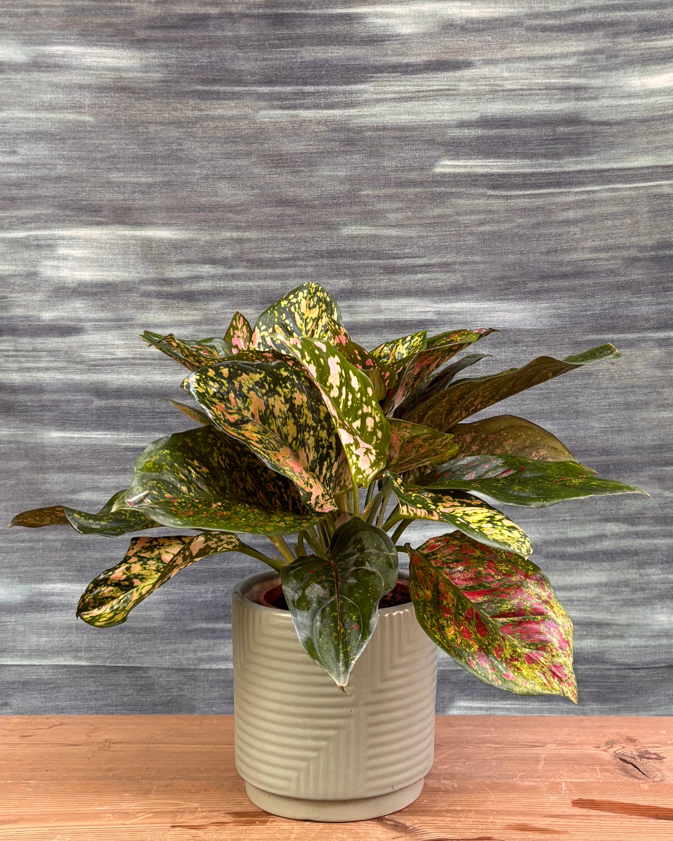 Aglaonema Red-Pink in Grey Geo