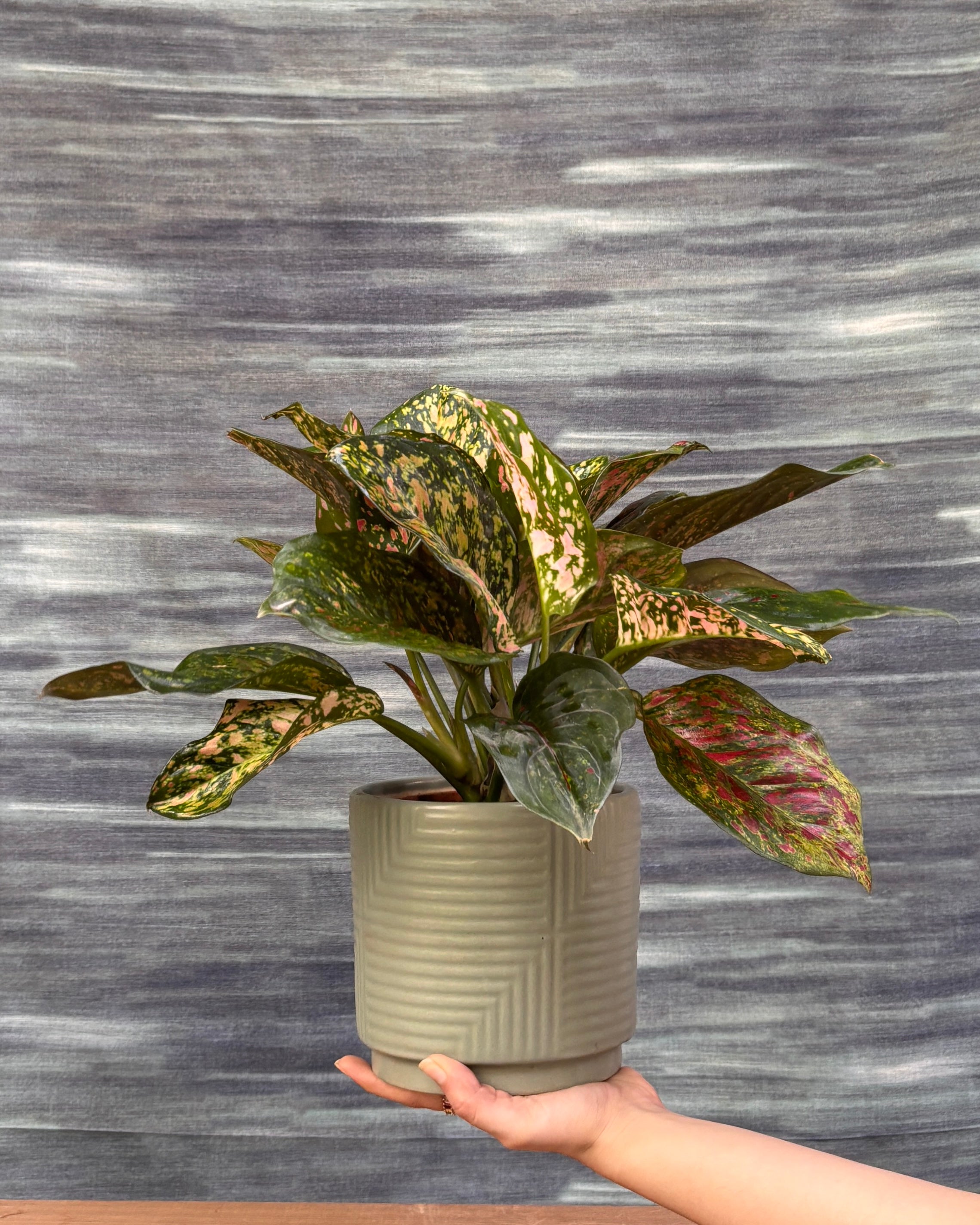 Aglaonema Red-Pink in Grey Geo