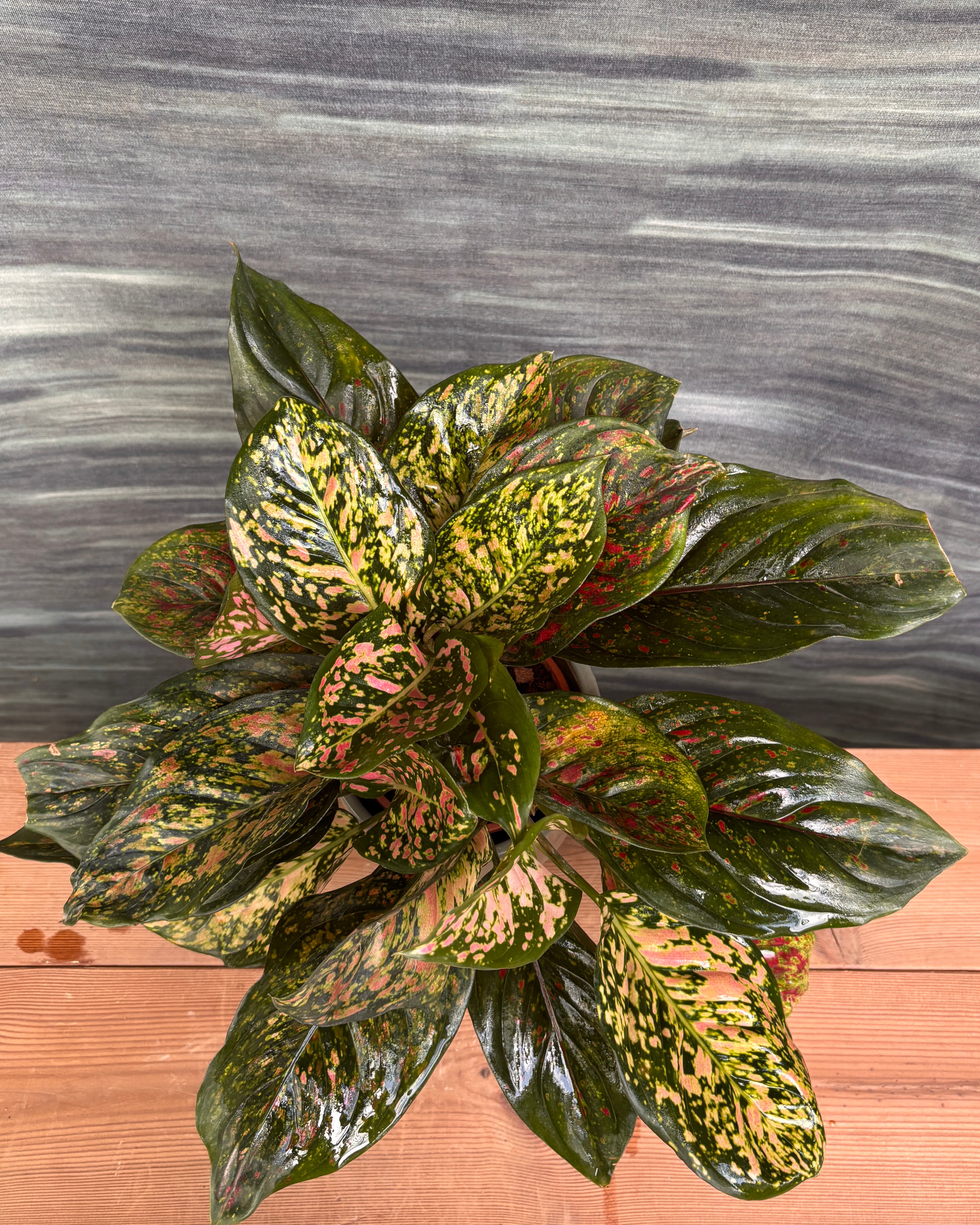 Aglaonema Red-Pink in Grey Geo