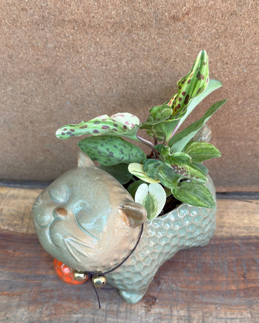 Resnova for indoor plant gifts for housewarming and corporate plant gifting in Delhi NCR for World Environment Day