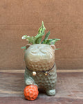 Resnova or Ledebouria in ceramic kitten planter from Planterie plant studio Delhi perfect for indoor plants gifting for World Environment Day