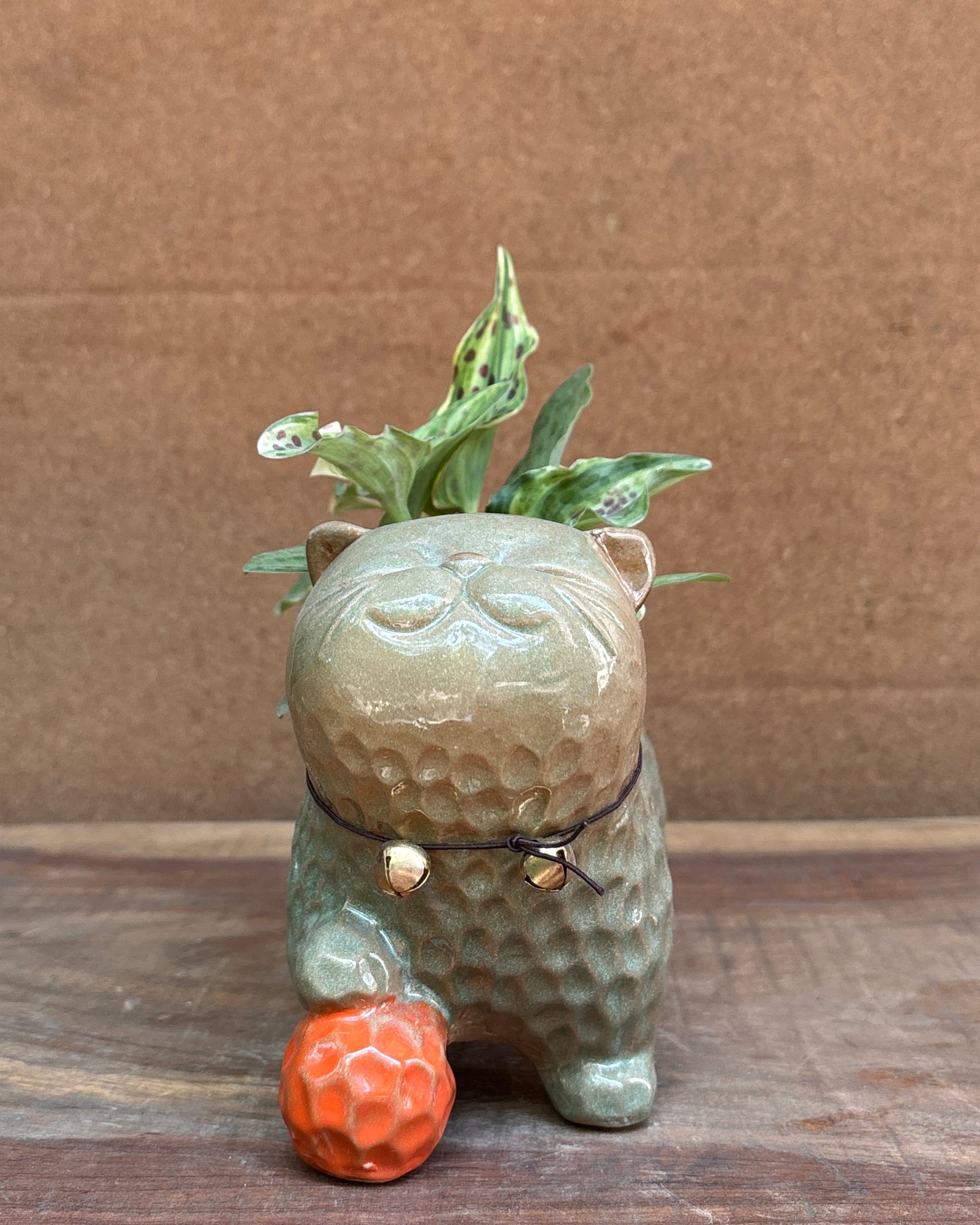 Resnova or Ledebouria in ceramic kitten planter from Planterie plant studio Delhi perfect for indoor plants gifting for World Environment Day