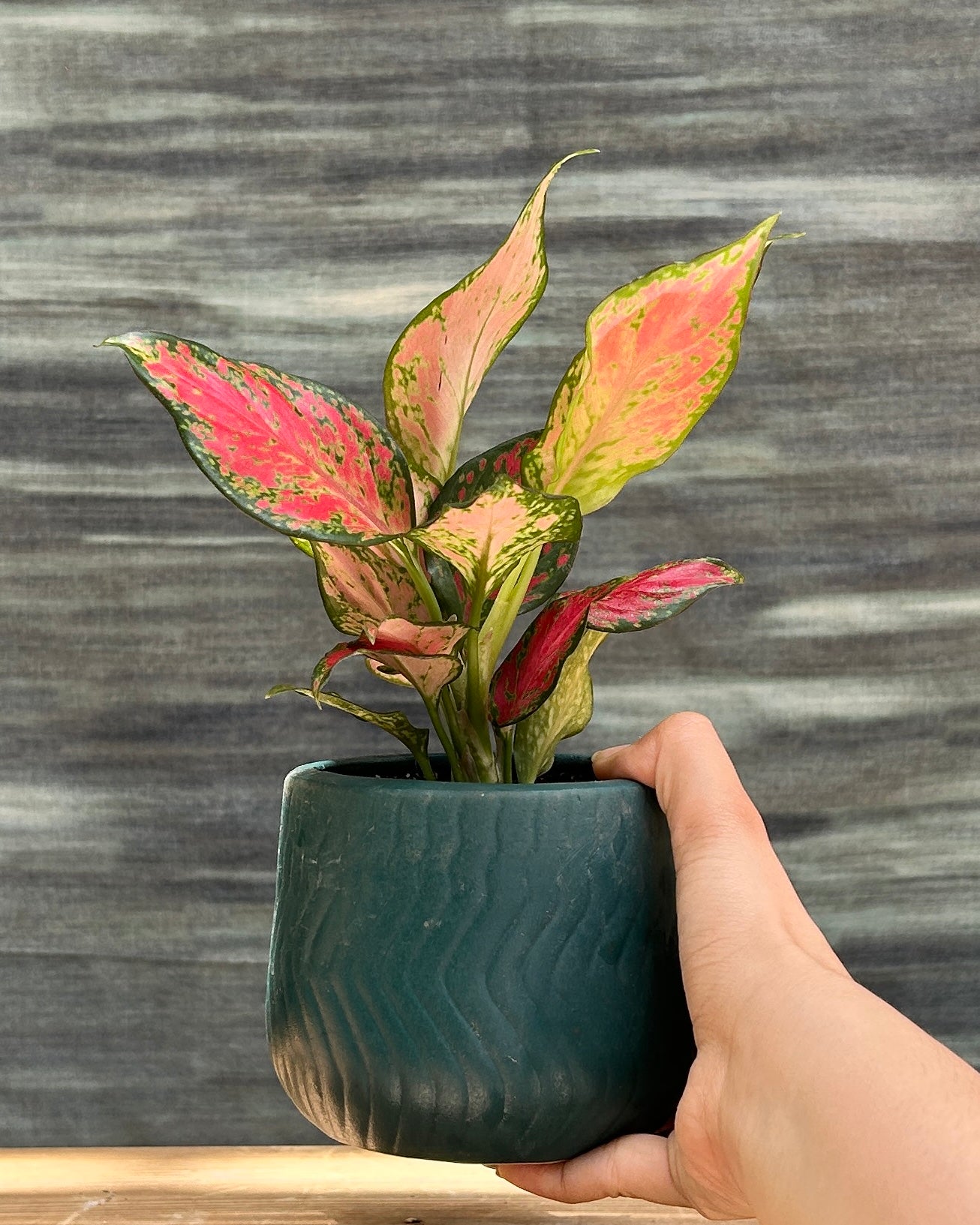 Vivid rosy/soft pink-red foliage on Aglaonema Red-Pink in teal green ceramic pot – bright indirect light indoor plant for AC rooms, easy-care colorful foliage gift for office desk, small plant gift from Planterie cafe in Delhi, best indoor plant for beginners