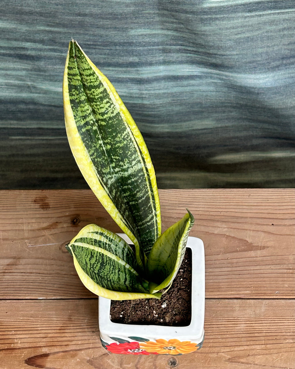 Sansevieria Hahnii giftable indoor plant presented in an elegant Floral Square pot
