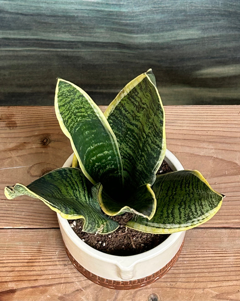 Sansevieria Hahnii giftable indoor plant presented in an artful Tribal Face pot