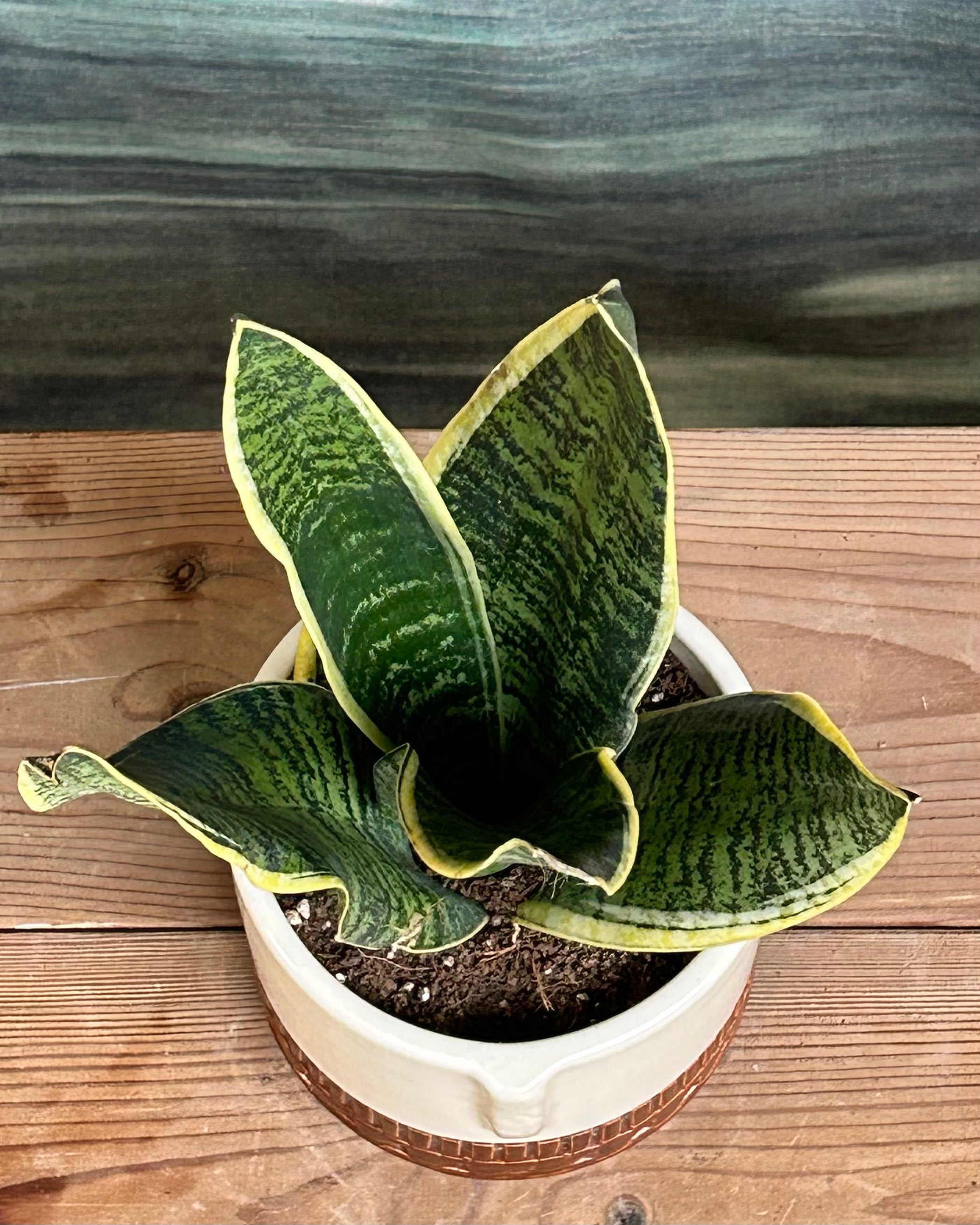 Sansevieria Hahnii giftable indoor plant presented in an artful Tribal Face pot