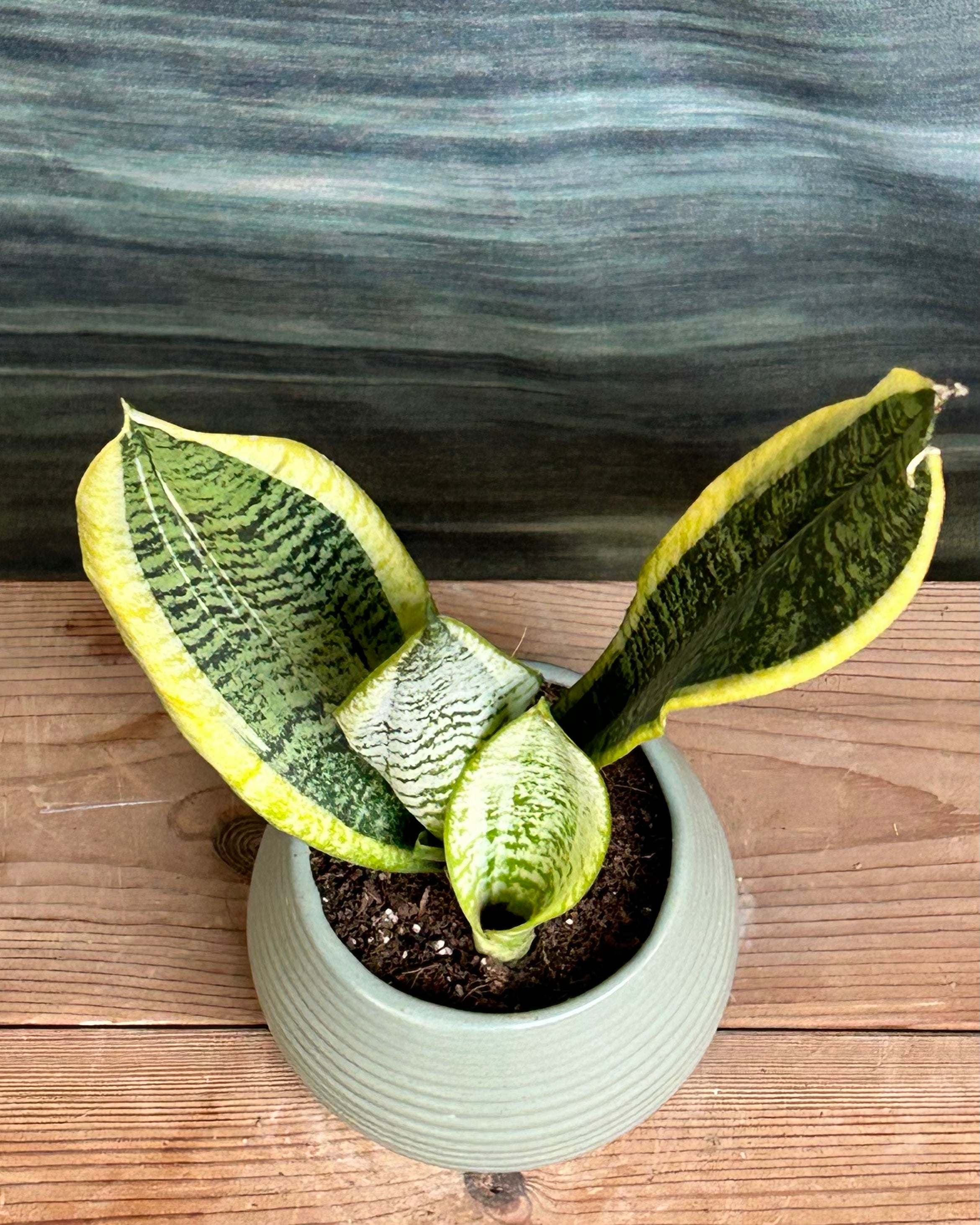 Sansevieria Hahnii small air-purifying indoor plant that works well as a long-lasting green gift