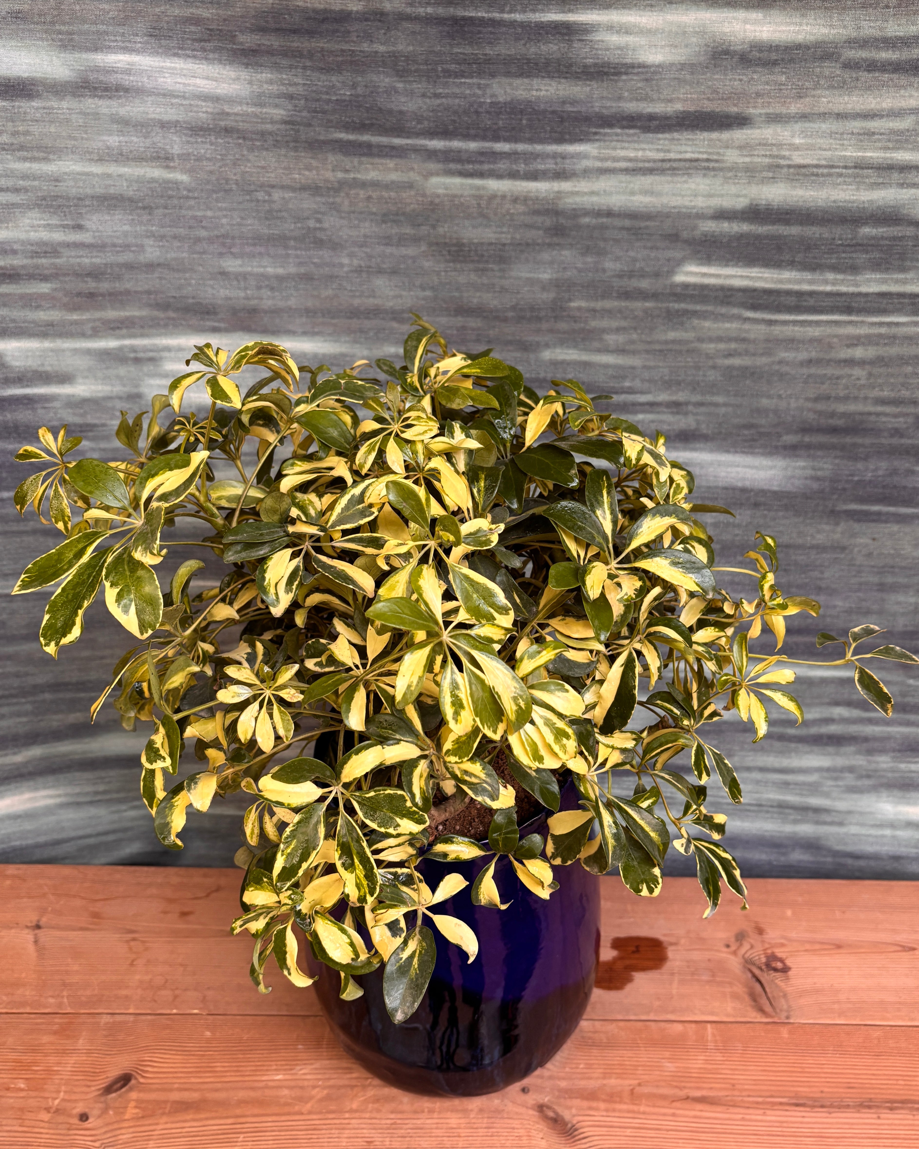 Schefflera Variegated in Blue Mono Pot