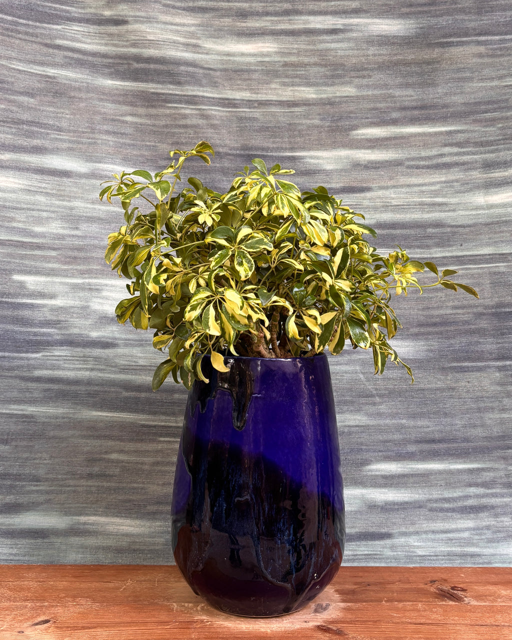 Schefflera Variegated in Blue Mono Pot