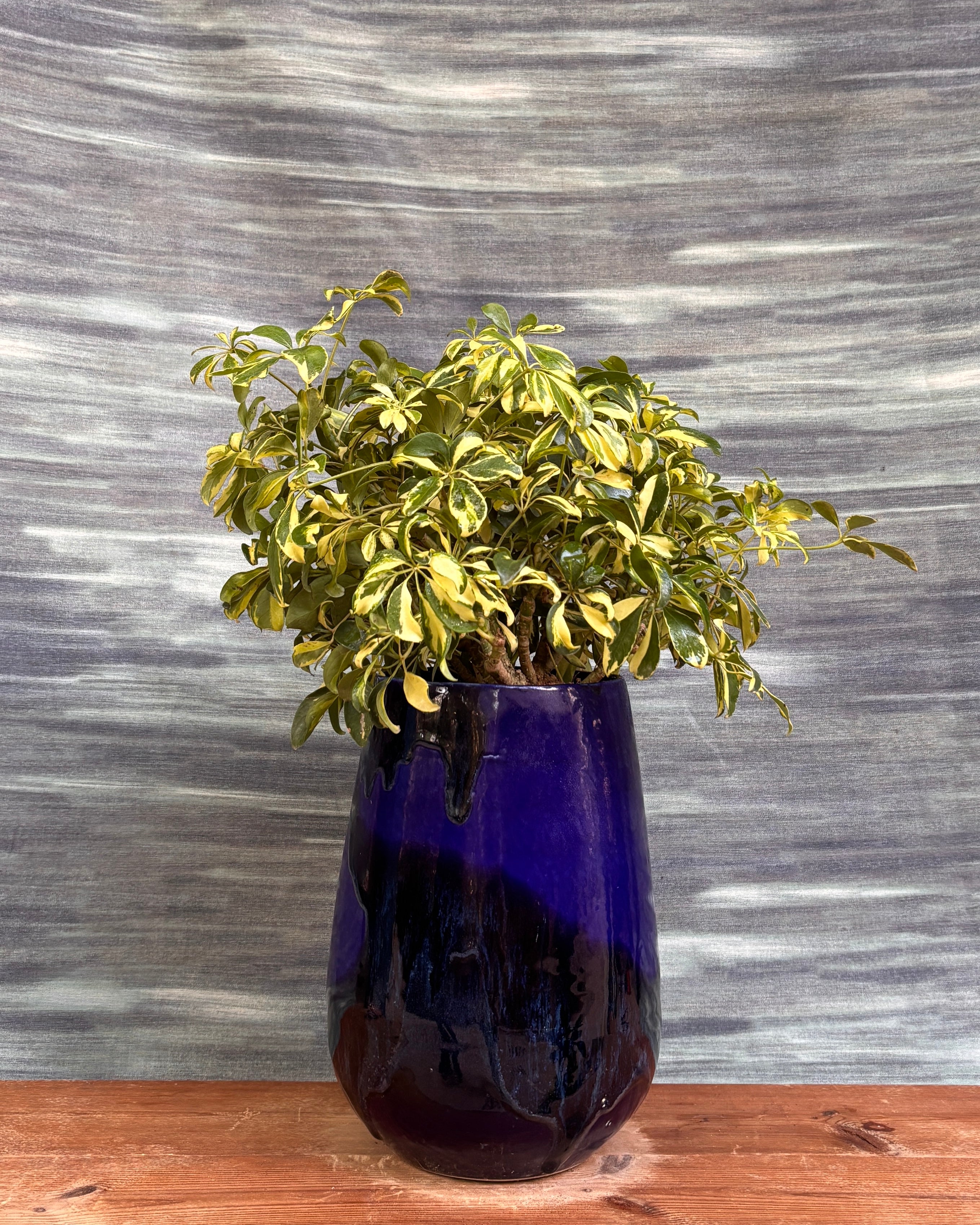Schefflera Variegated in Blue Mono Pot