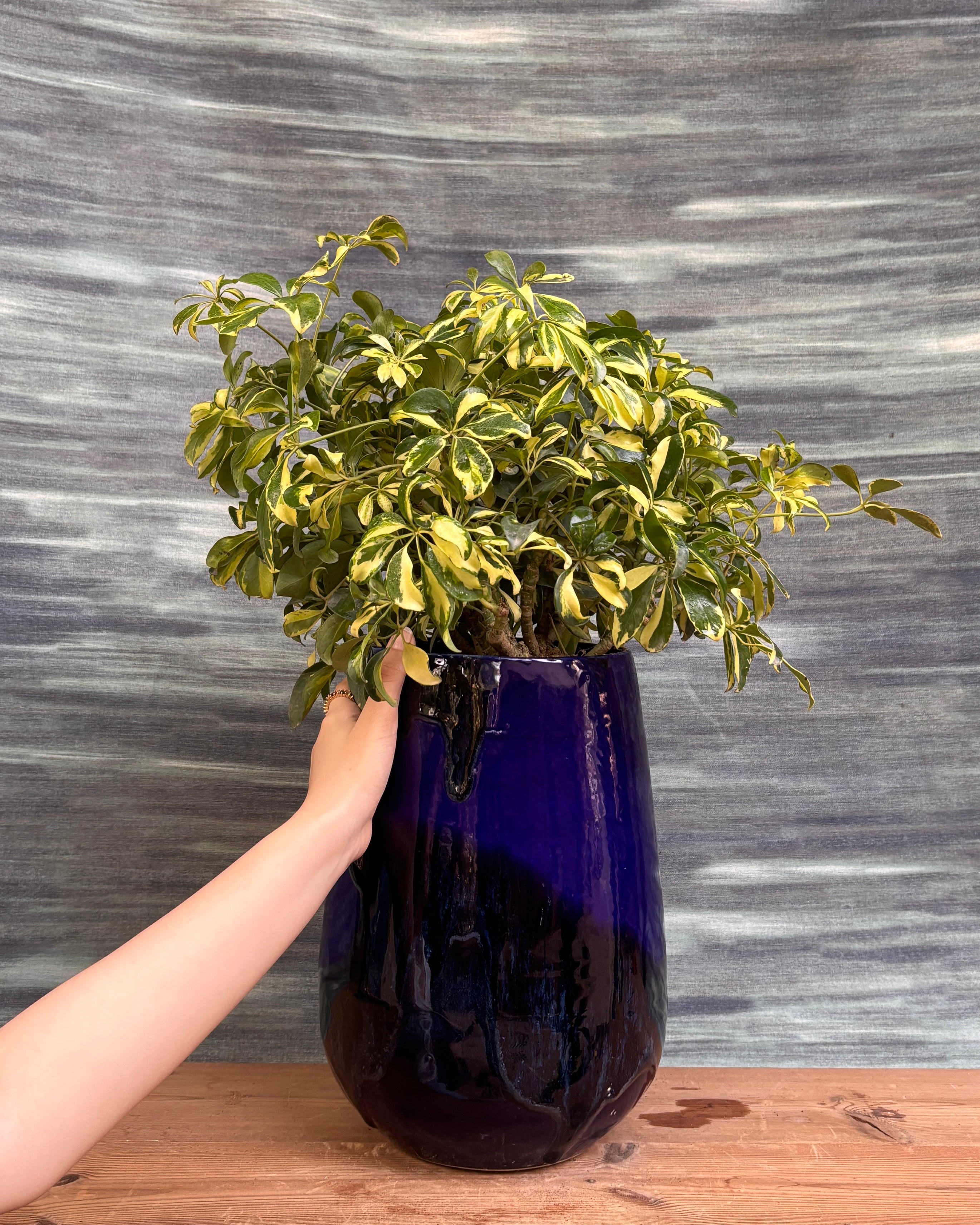 Schefflera Variegated in Blue Mono Pot