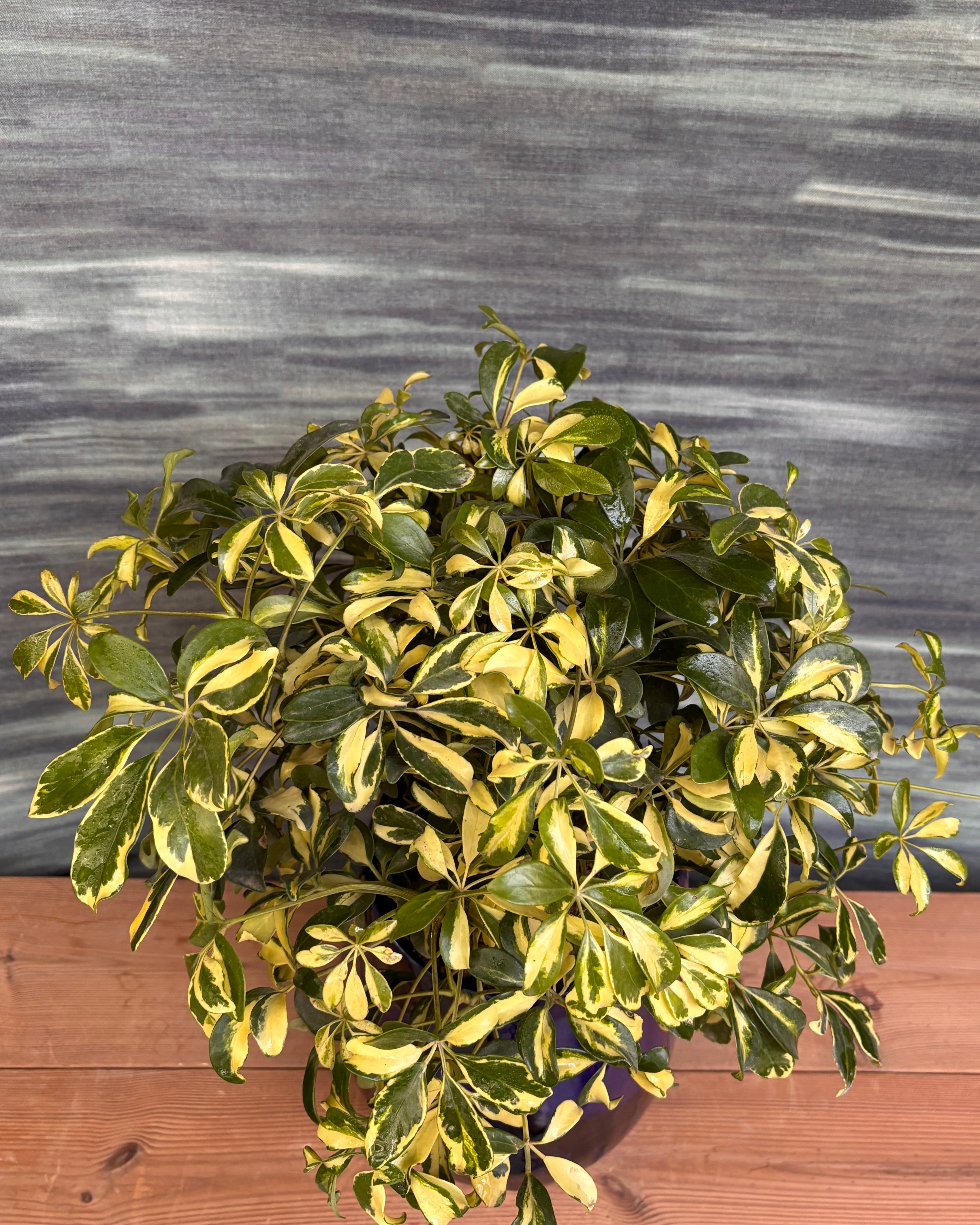 Schefflera Variegated in Blue Mono Pot