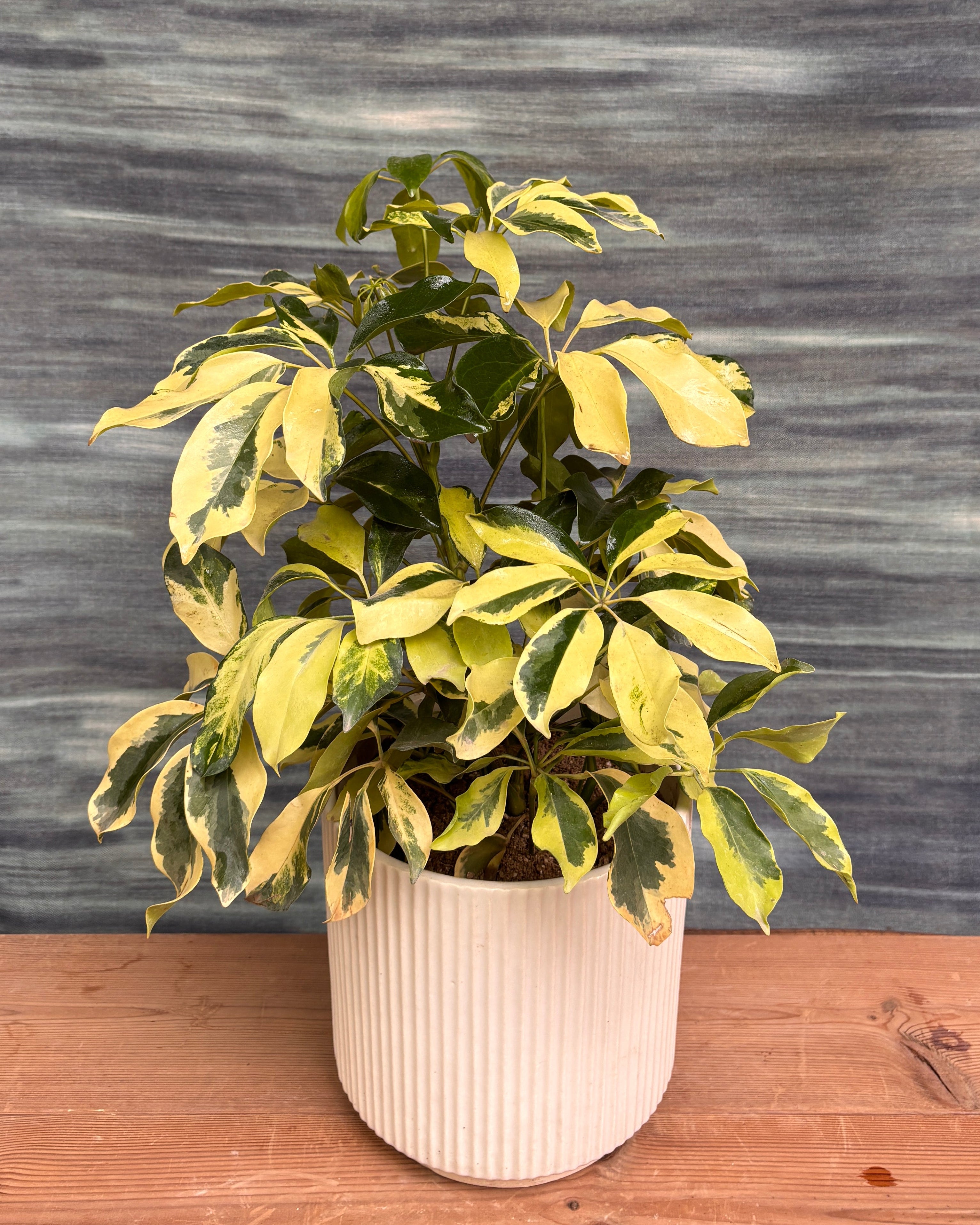 Schefflera Variegated in White Java
