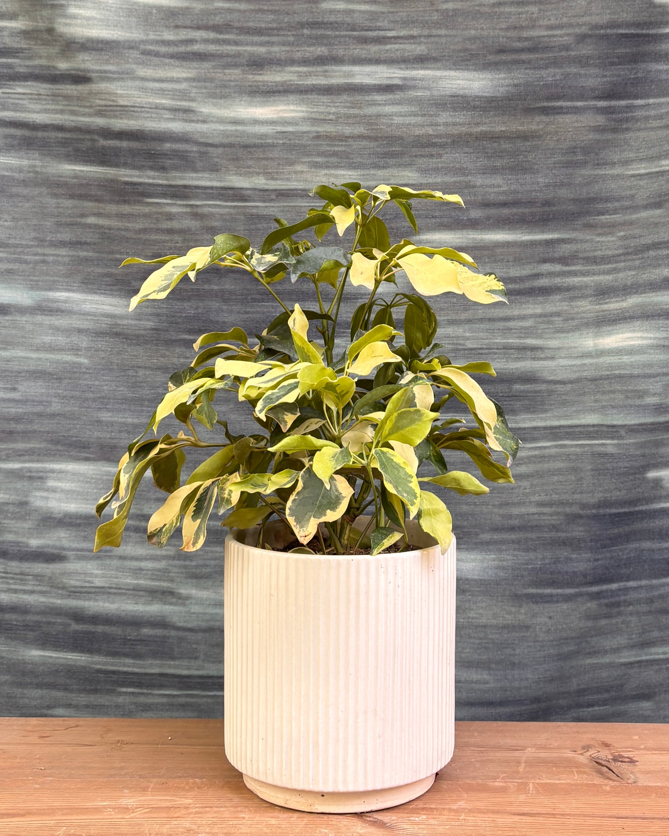 Schefflera Variegated in White Java