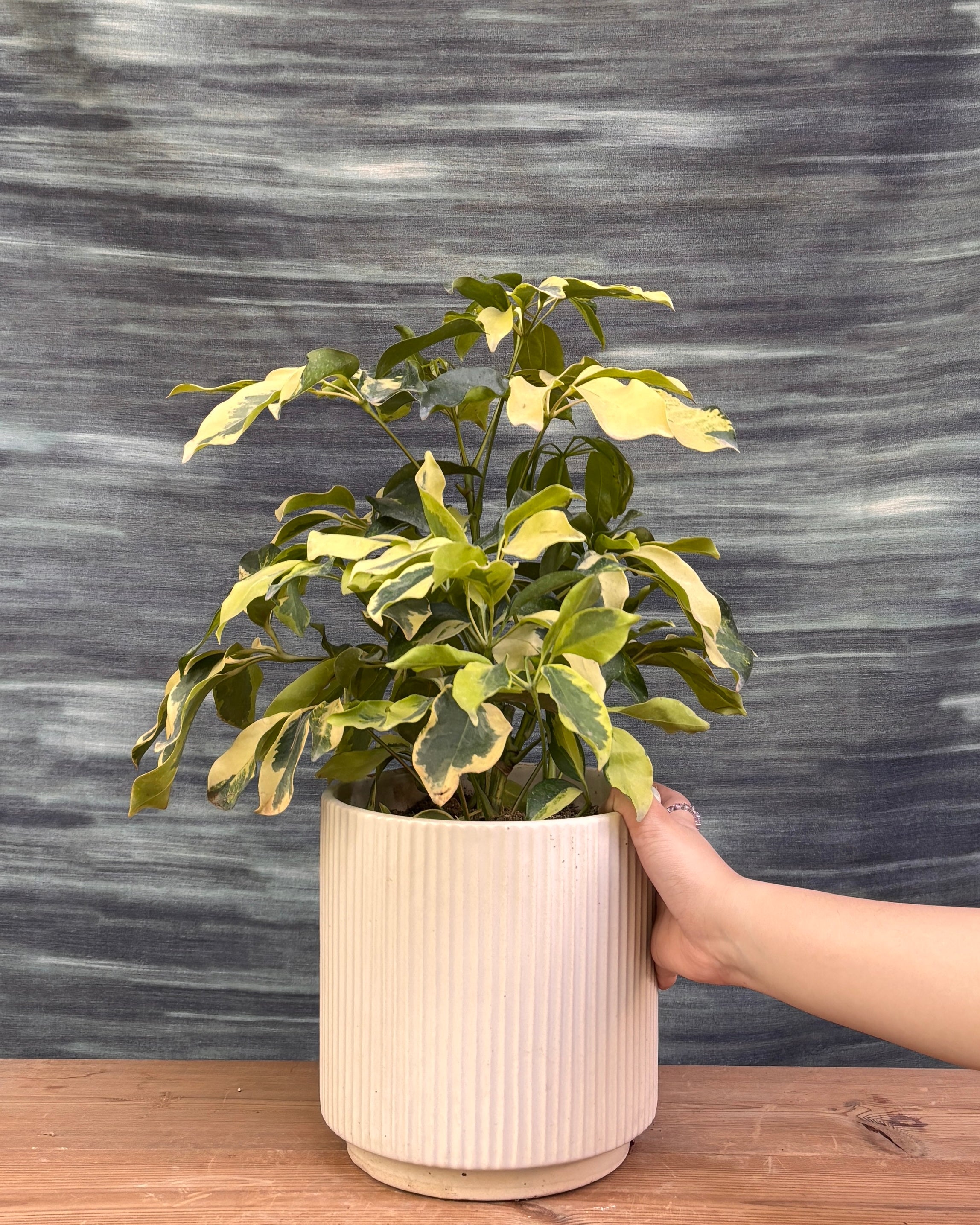 Schefflera Variegated in White Java