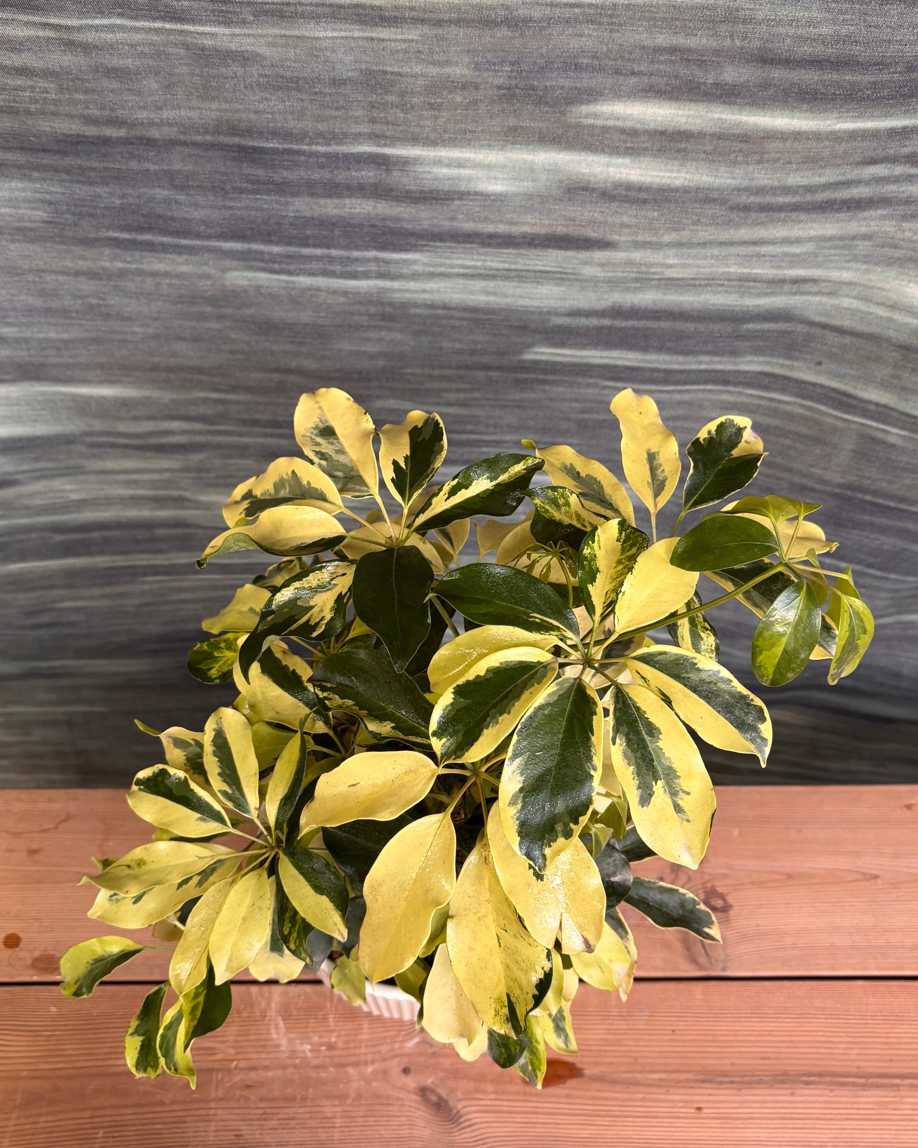 Schefflera Variegated in White Java