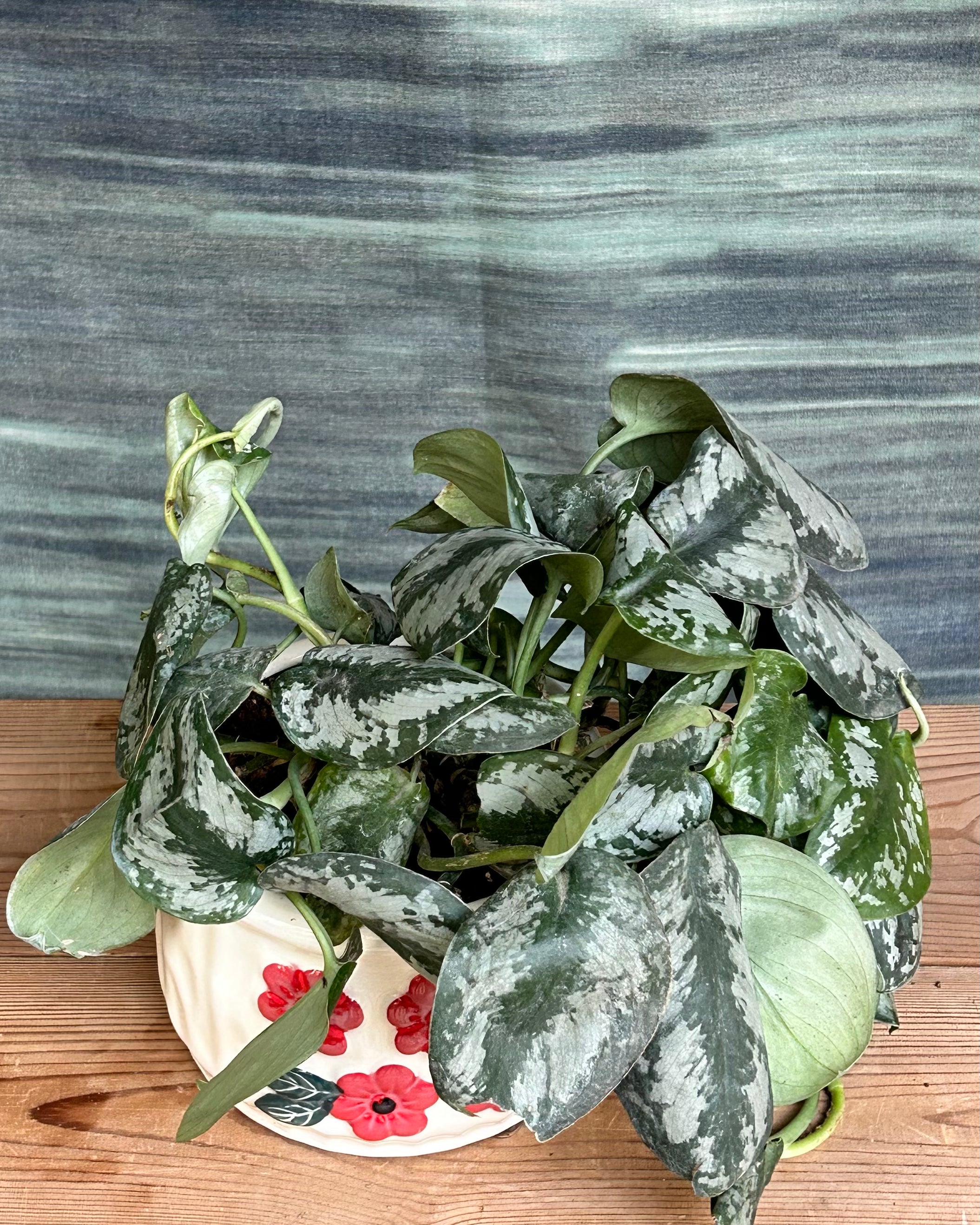 Scindapsus pictus satin pothos used as a low maintenance indoor plant for modern home decor