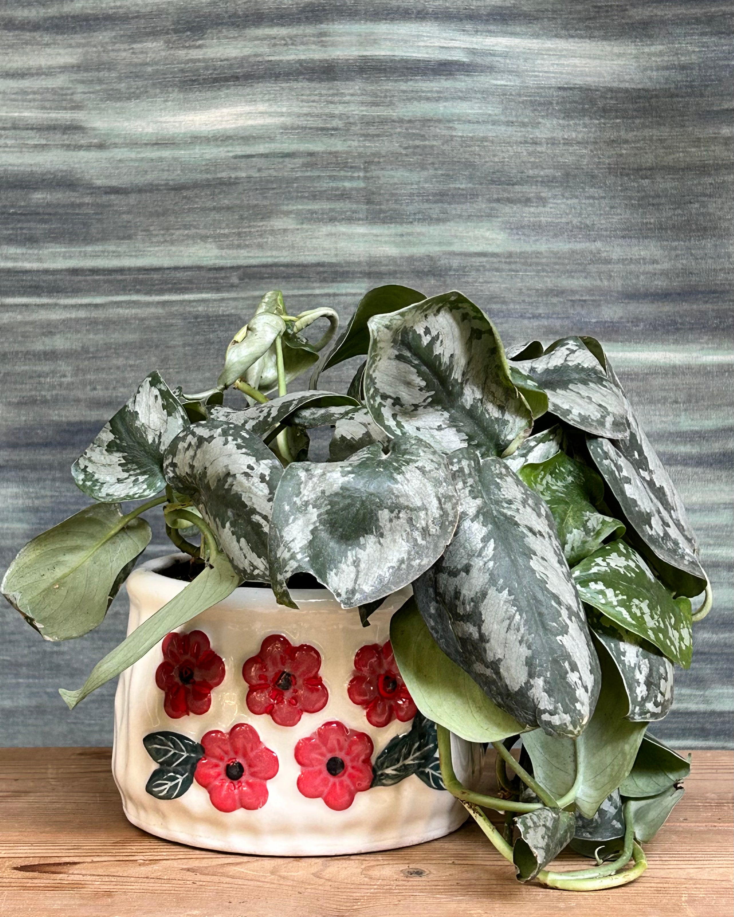 Scindapsus Silver satin pothos indoor plant with silver-splashed leaves from Planterie Delhi, suitable for Indian homes