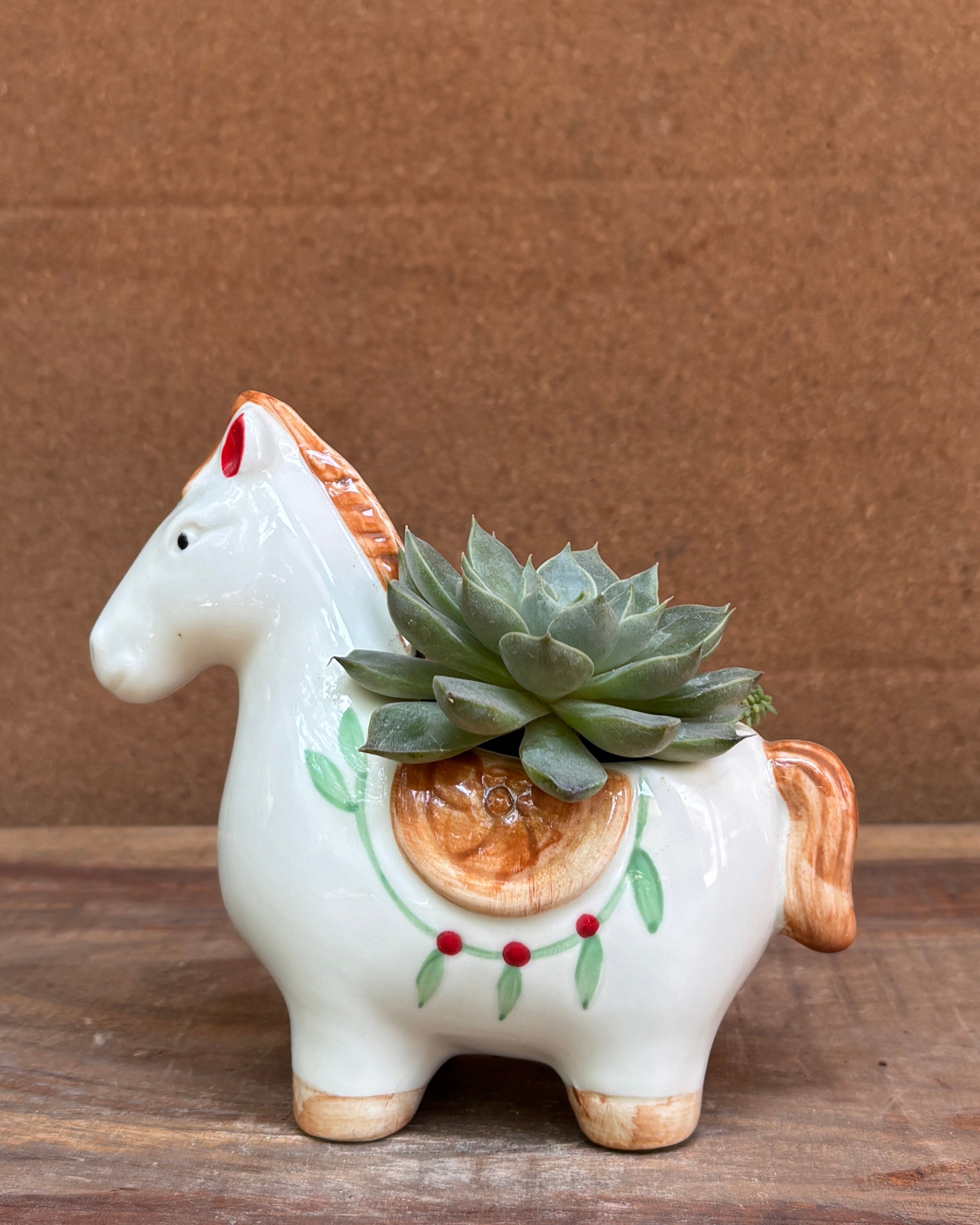 Sculptural succulent planter premium plant gifts India from Planterie cafe available as indoor plants online India for World Environment Day